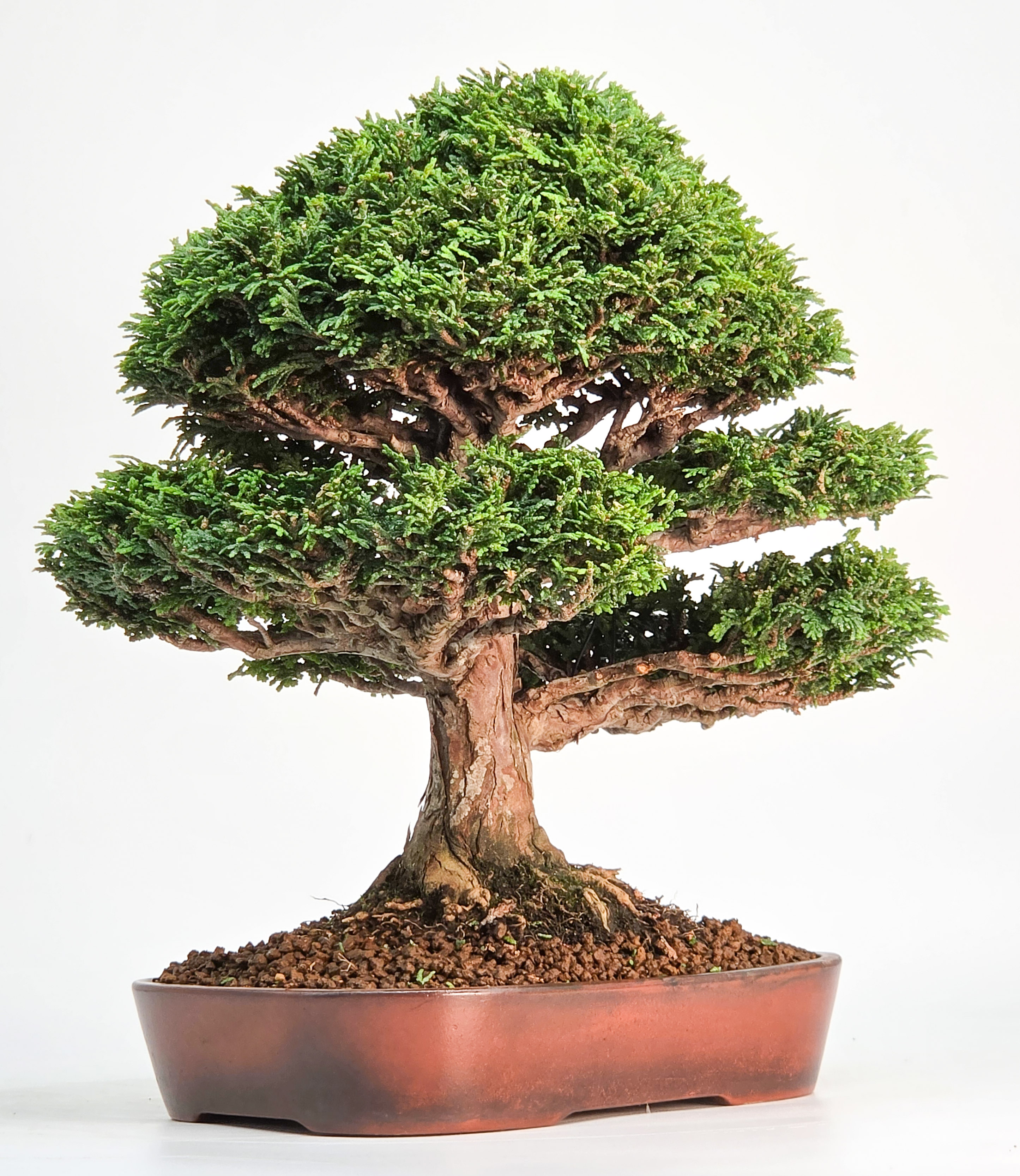 Bonsai Premium Muschelzypresse - Chamaecyparis obtusa 23cm