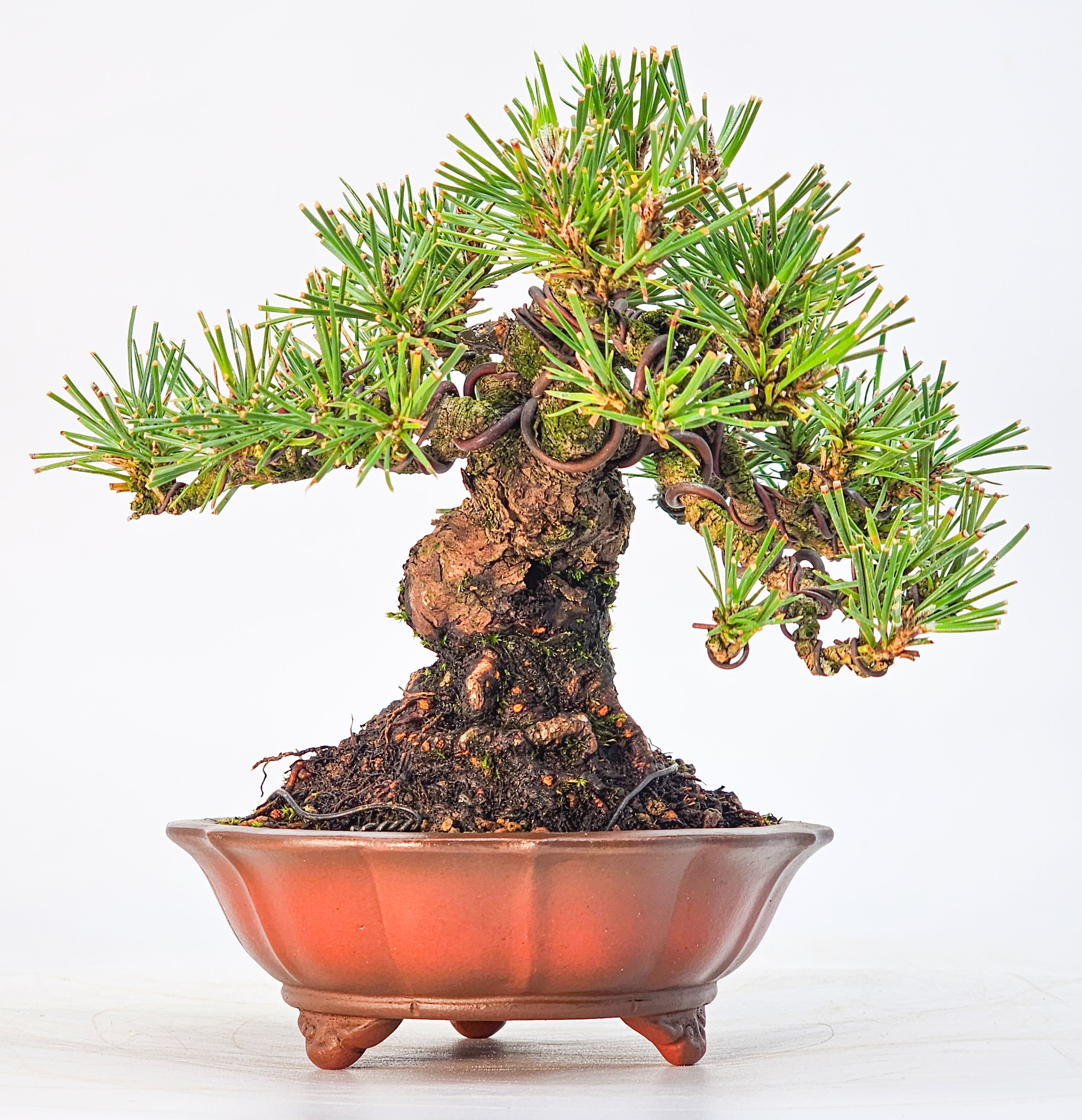 Bonsai Schwarzkiefer - Pinus thunbergii Shohin 13cm