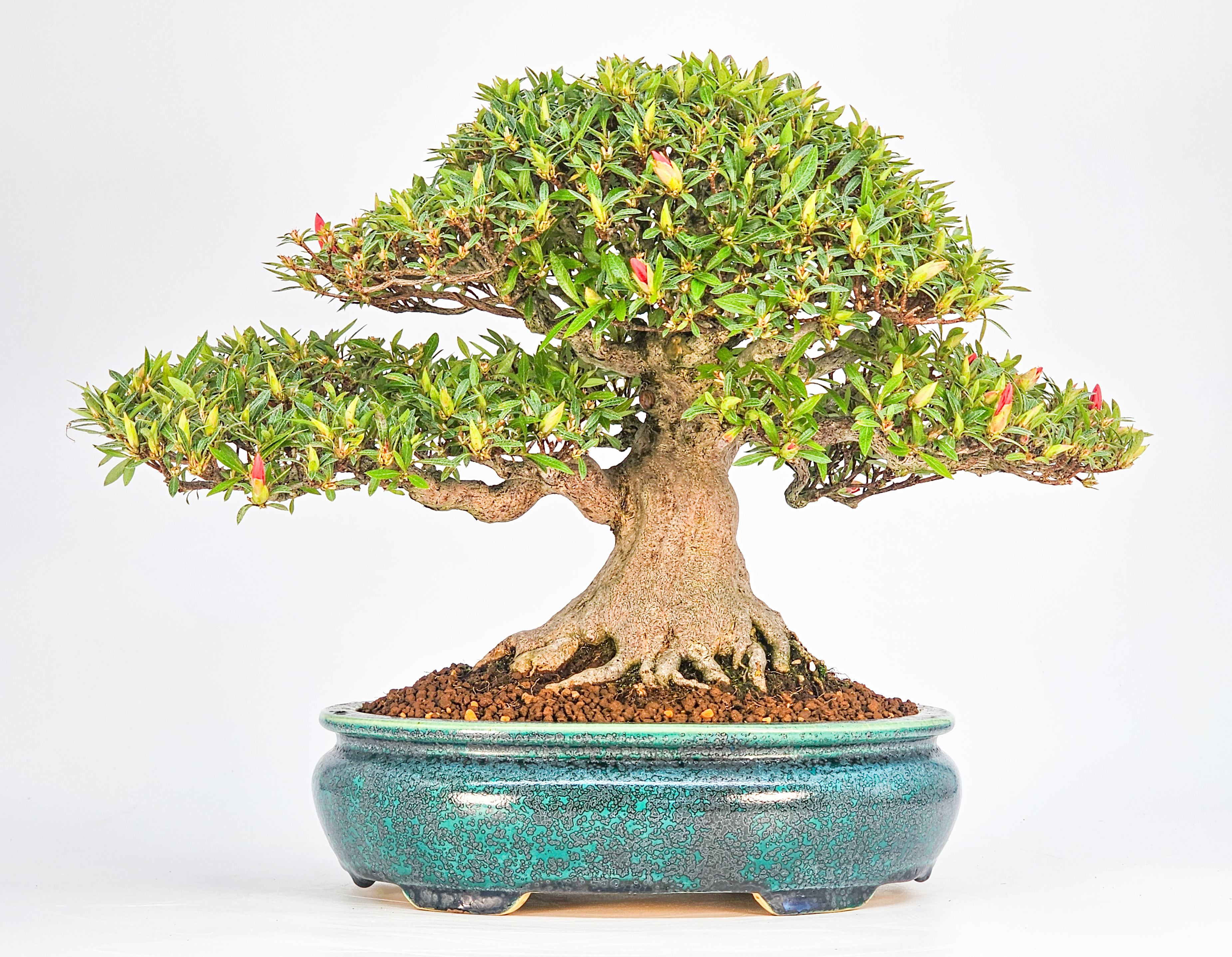 Bonsai Azalee - Rhododendron indicum - Hikorin 24cm