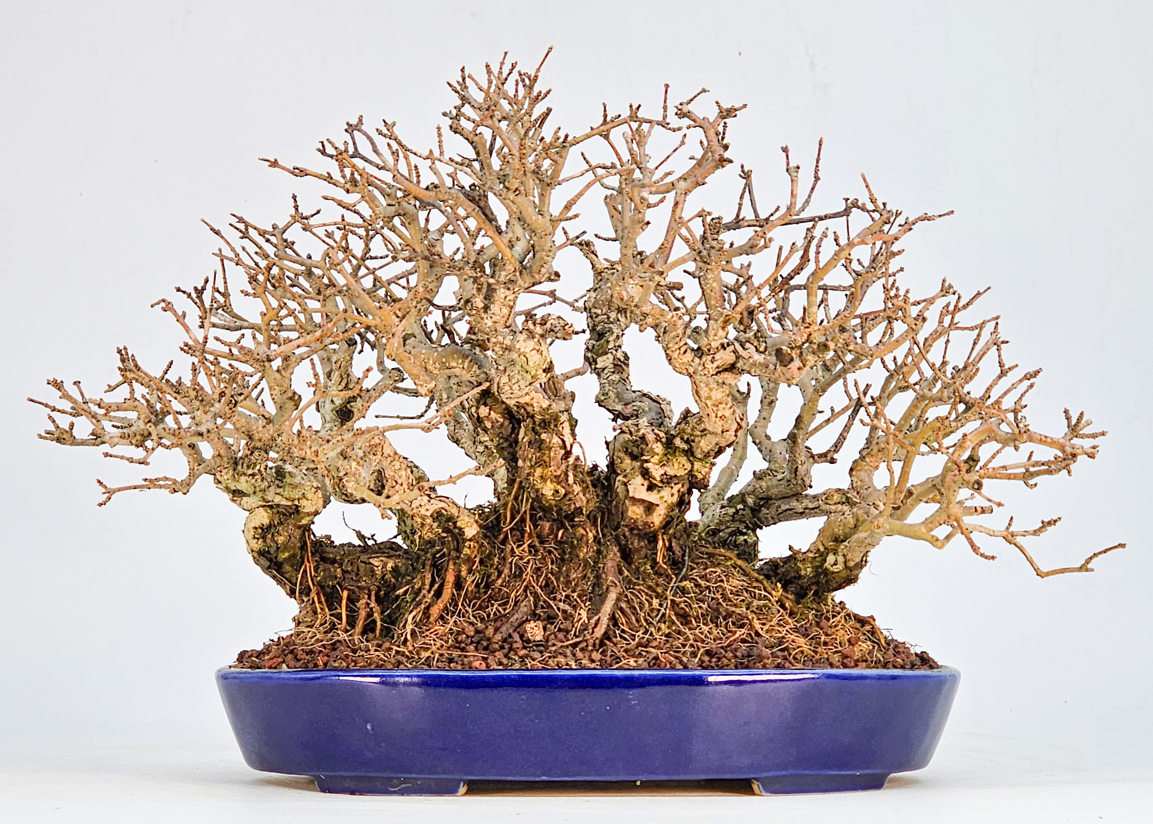 Bonsai Japanischer Liguster - Ligustrum japonicum Shohin 15cm
