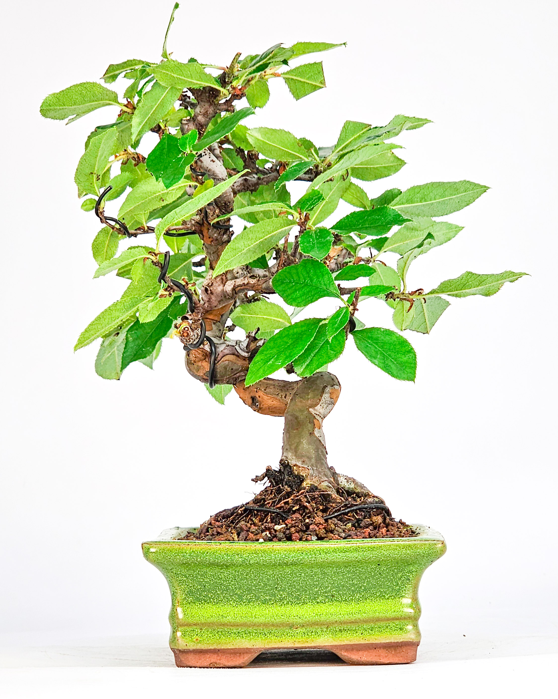 Bonsai Quitte - Pseudocydonia sinensis Shohin 19cm