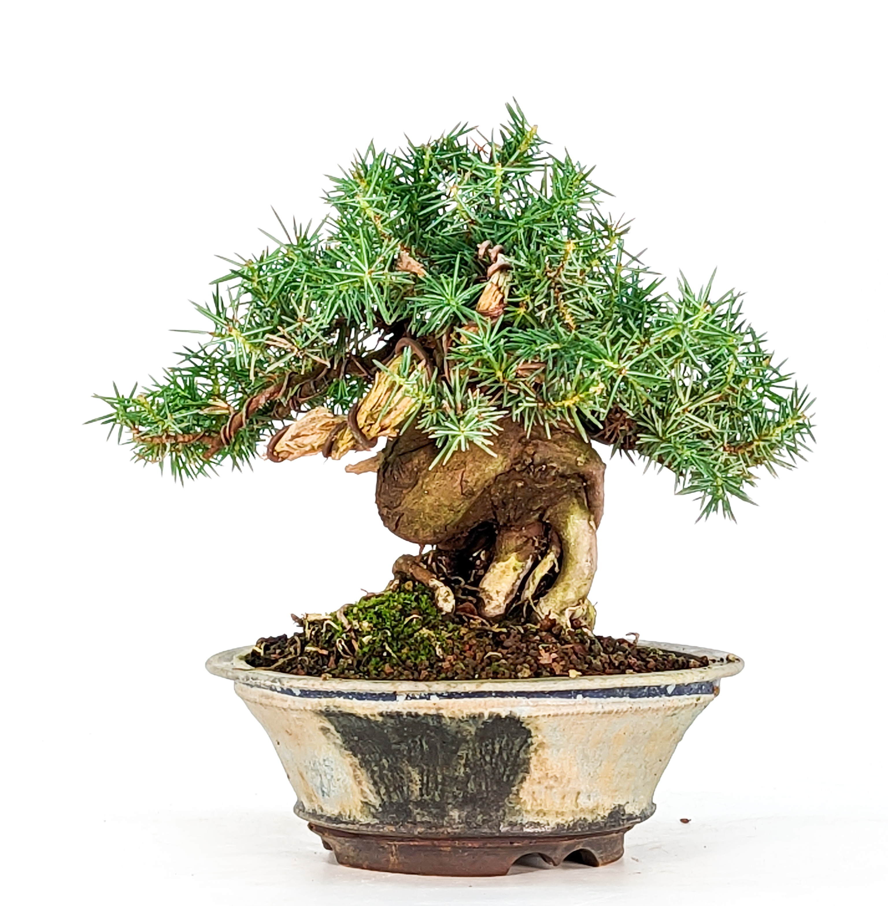 Bonsai Igelwacholder Juniperus Rigida Shohin 13cm 