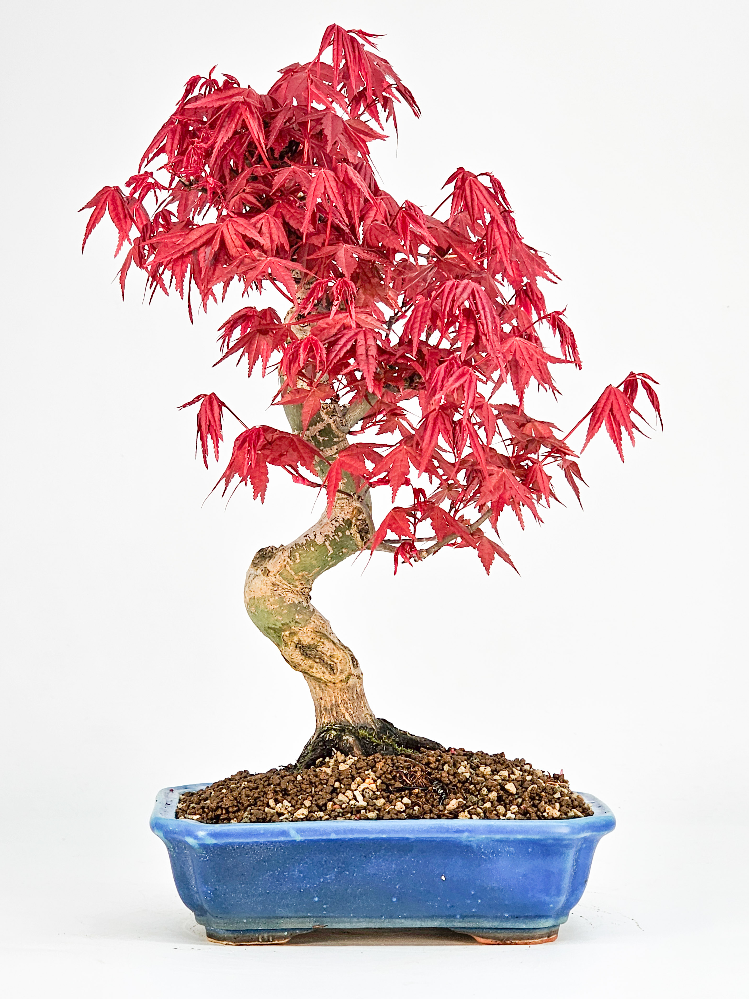 Bonsai Fächerahorn Acer palmatum Deshojo 27cm    