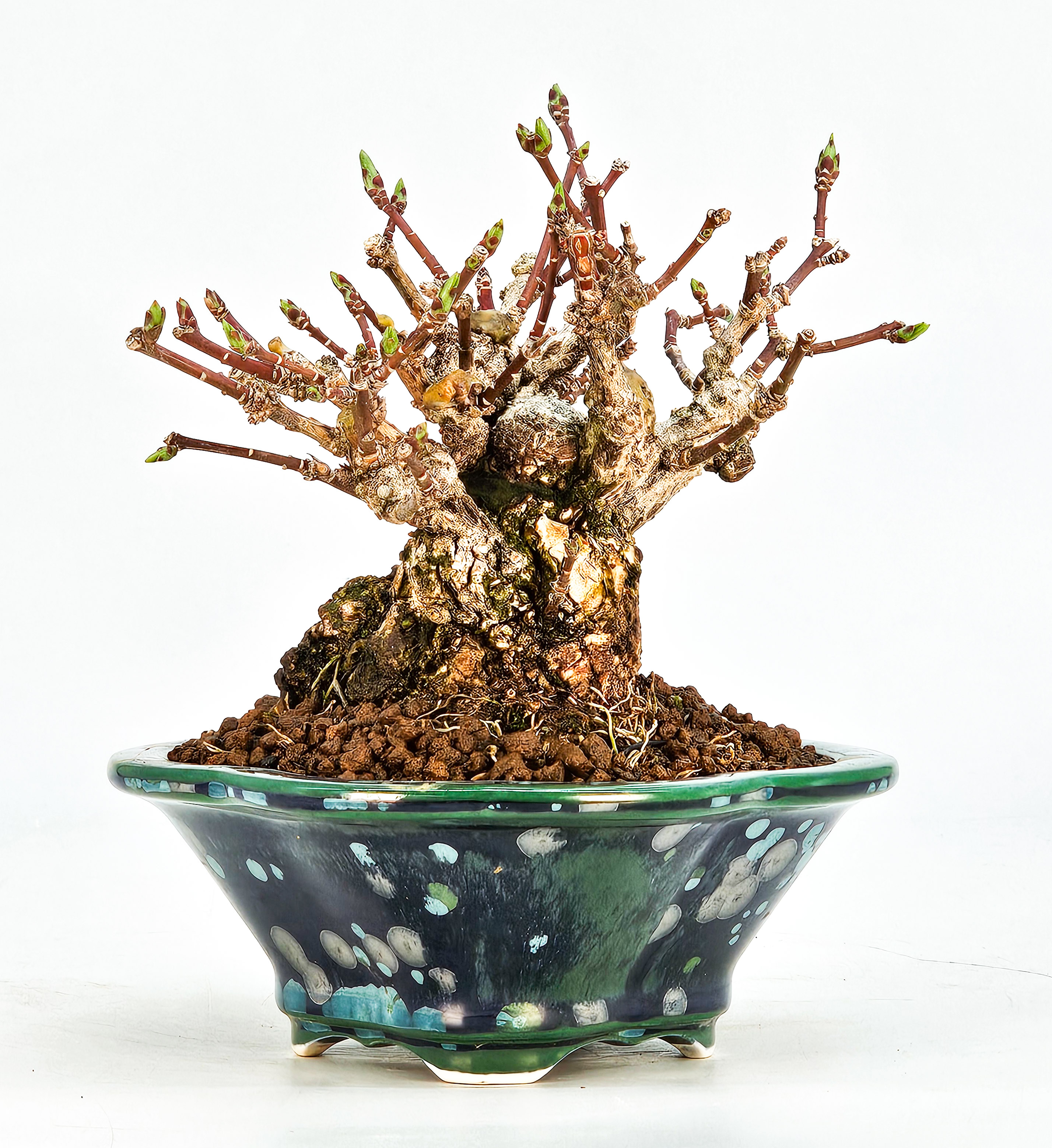  Bonsai Pfaffenhütchen - Euonymus Shohin 10cm