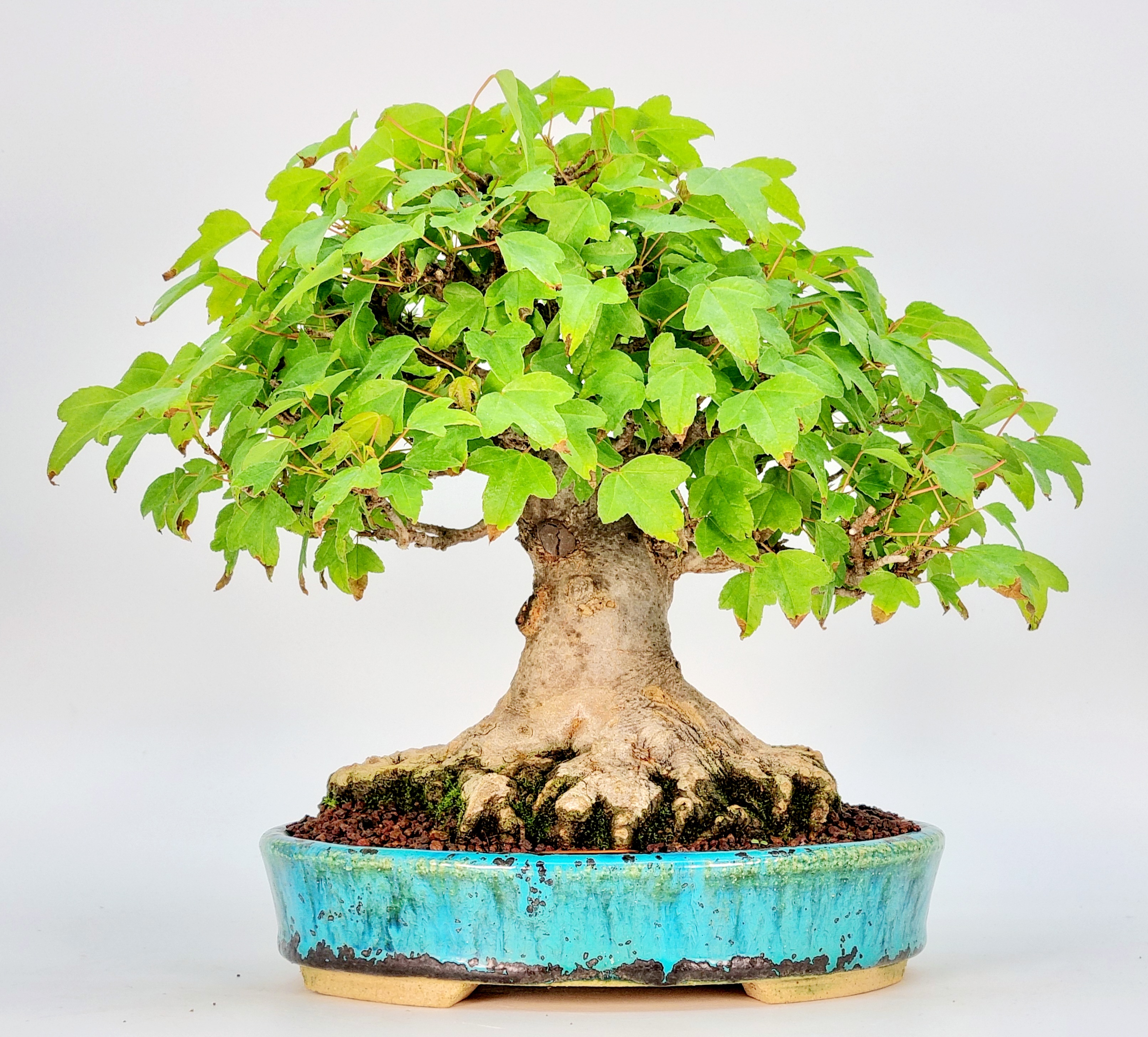 Bonsai Dreispitzahorn - Acer buergerianum Shohin 19cm - Video! Bonsai Dreispitzahorn - Acer buergerianum Shohin 19cm - Video!