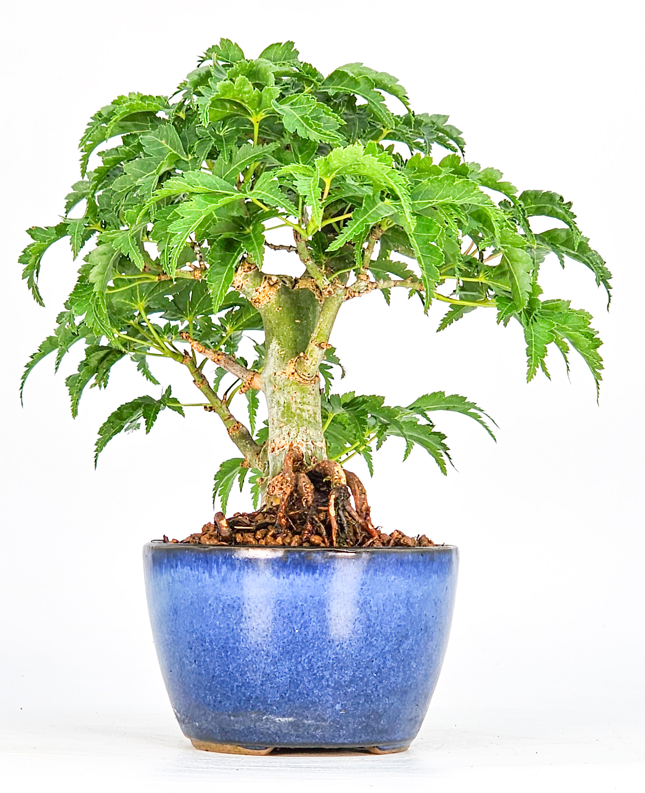 Bonsai Löwenkopfahorn- Acer palmatum Shishigashira Shohin 13cm