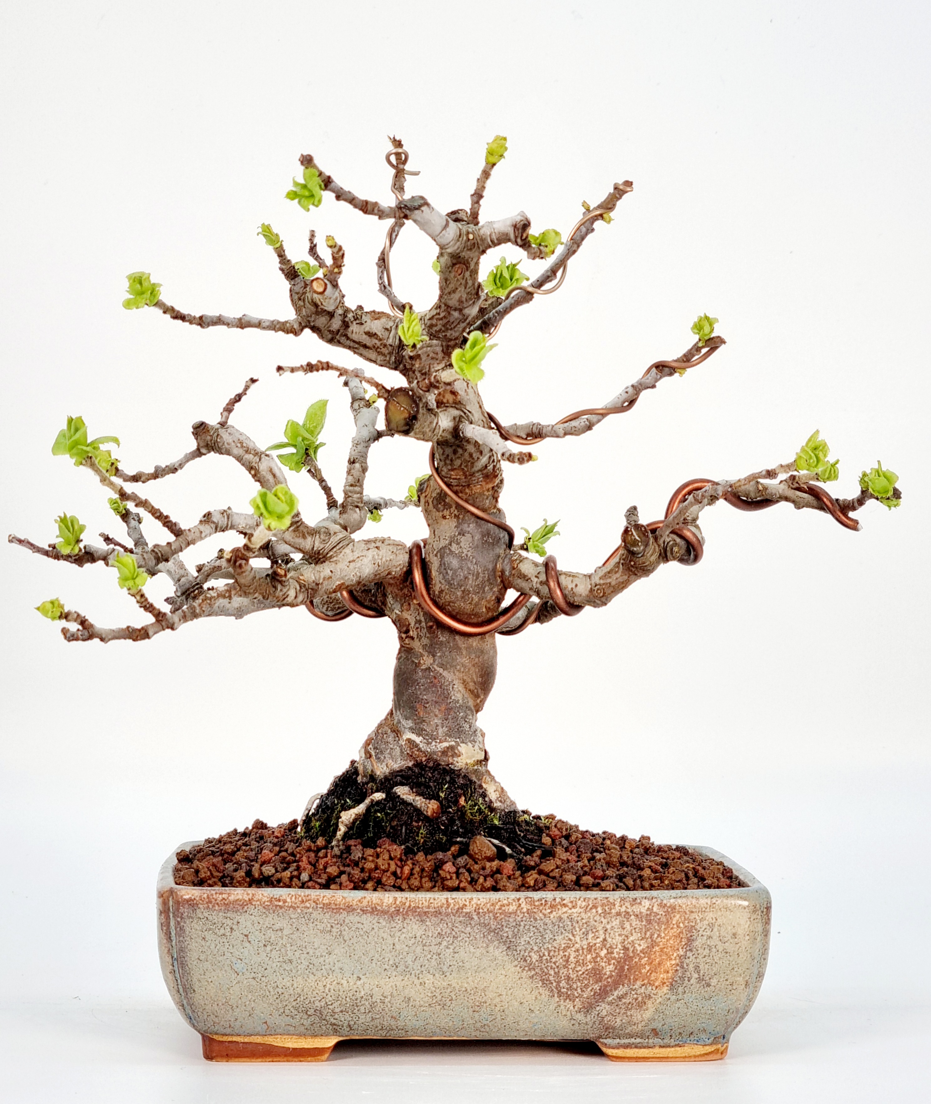 Bonsai Quitte - Pseudocydonia sinensis Shohin 16cm