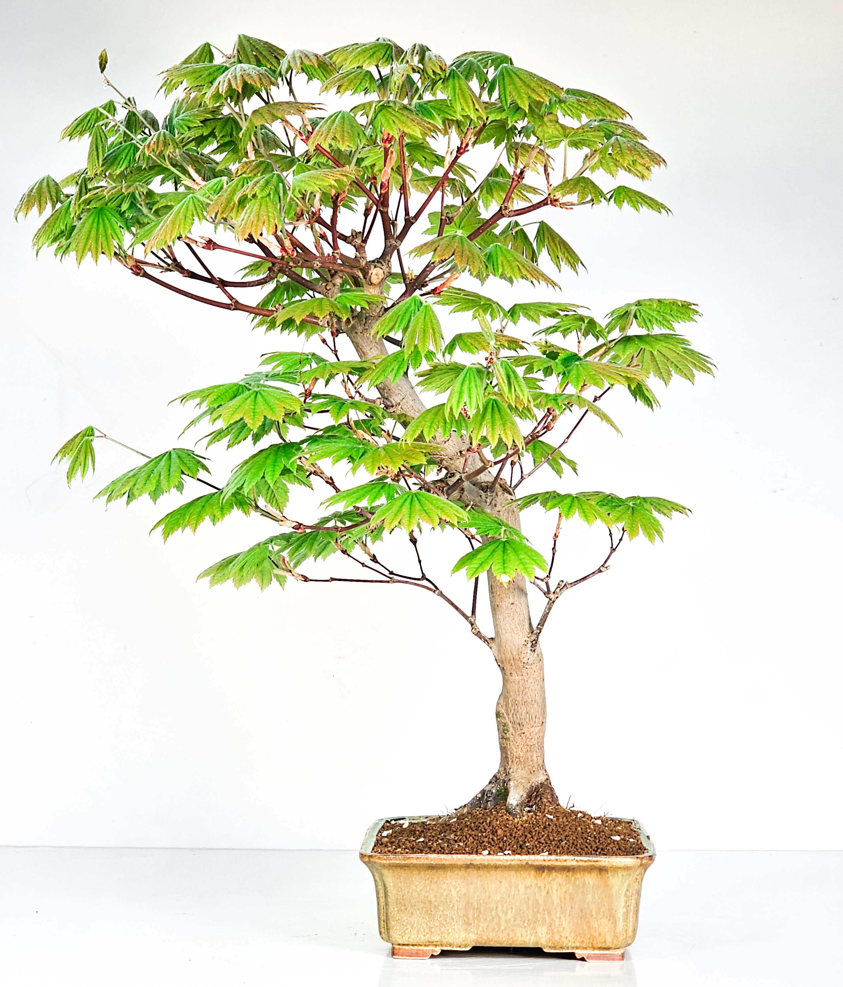 Bonsai Japanischer Ahorn - Acer japonicum 50cm 