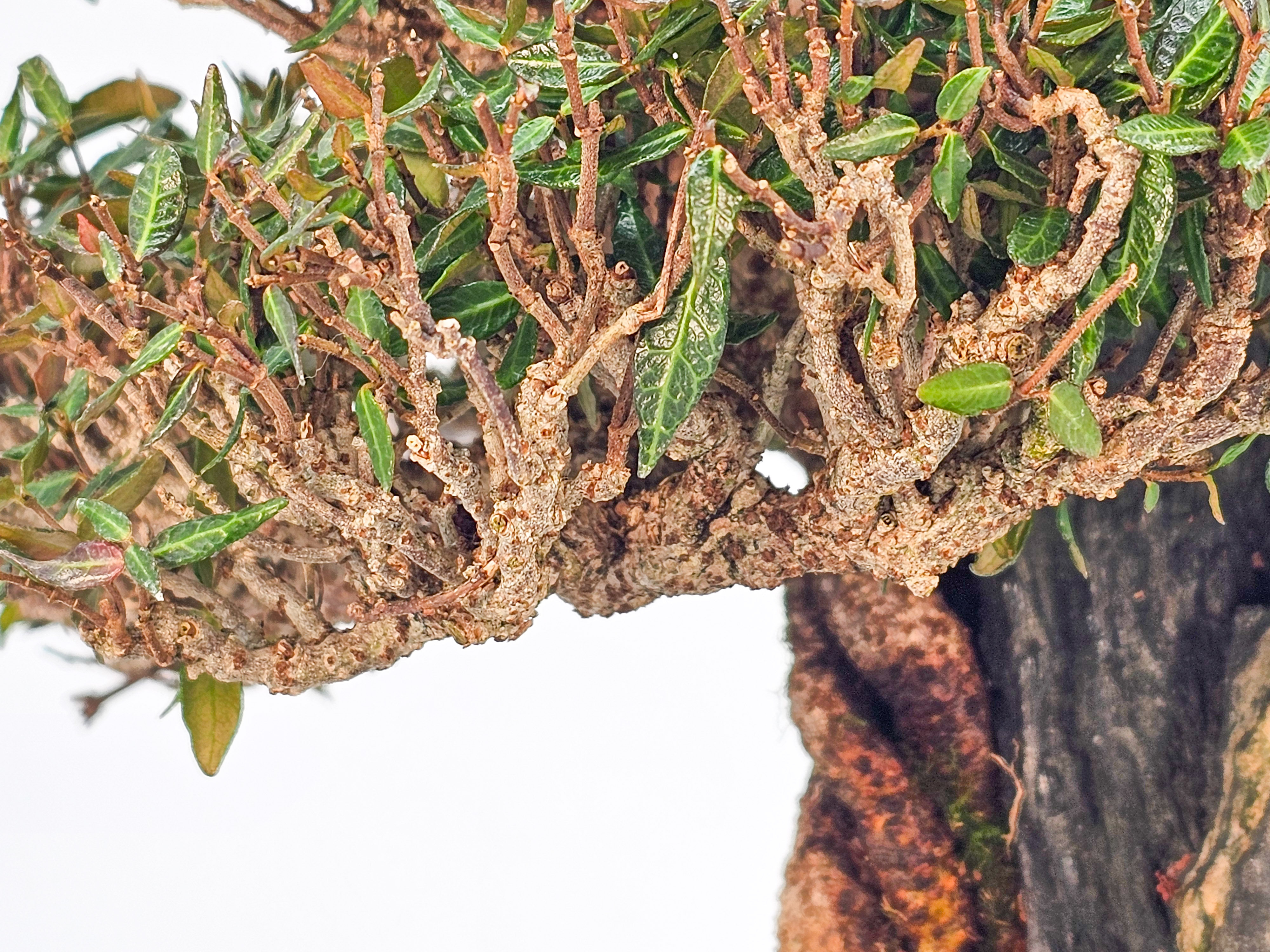 Bonsai Premium Sternjasmin - Trachelospermum asiaticum Ishizuki 24,5cm  