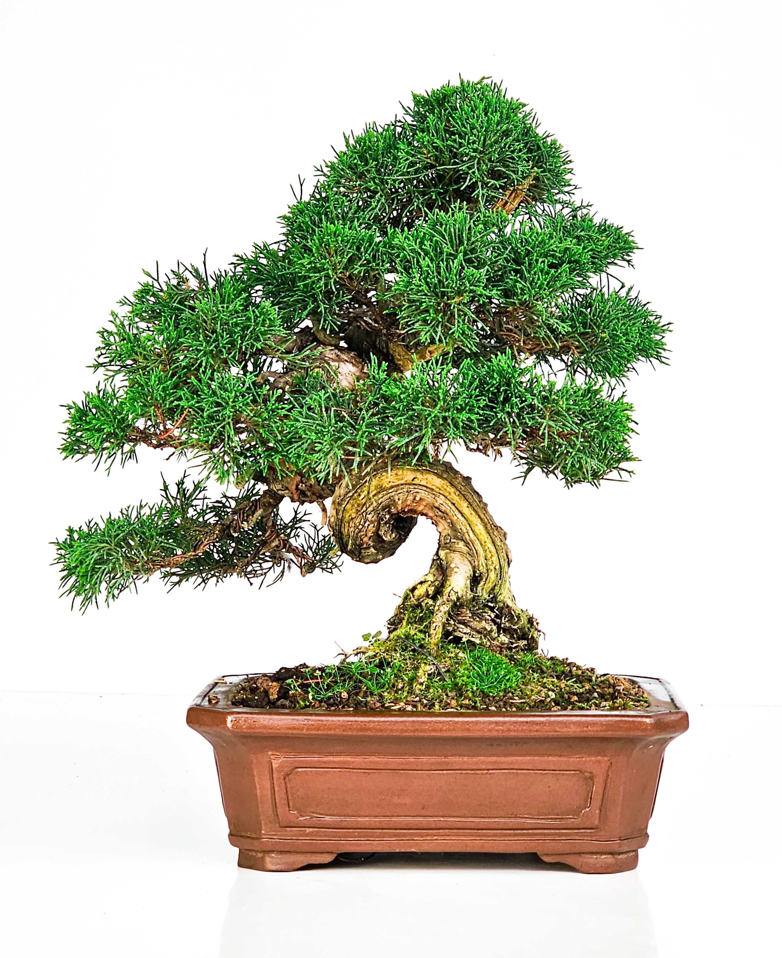 Bonsai Wacholder Juniperus Itoigawa 29cm
