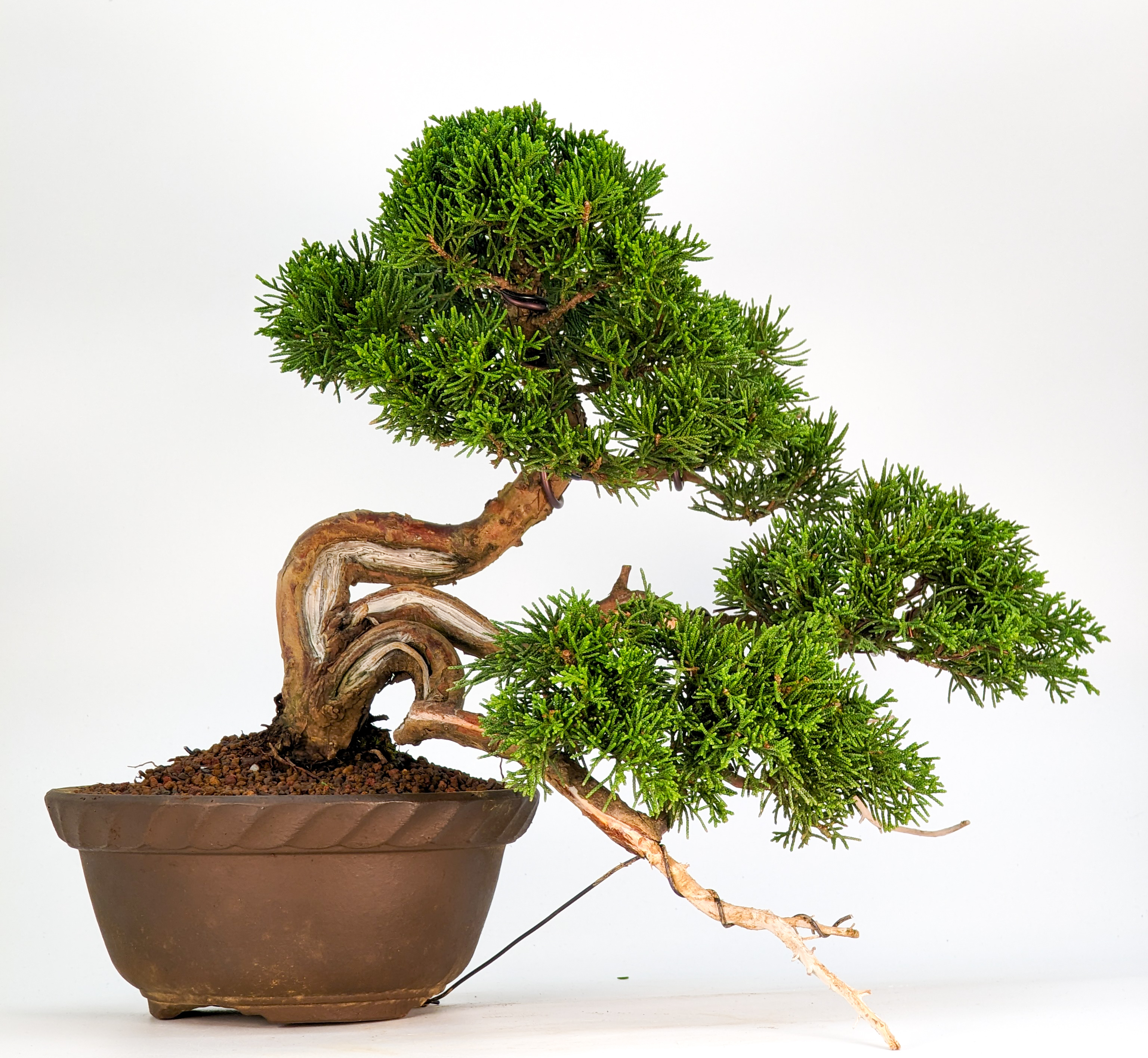 Bonsai Wacholder Juniperus chinensis 24cm