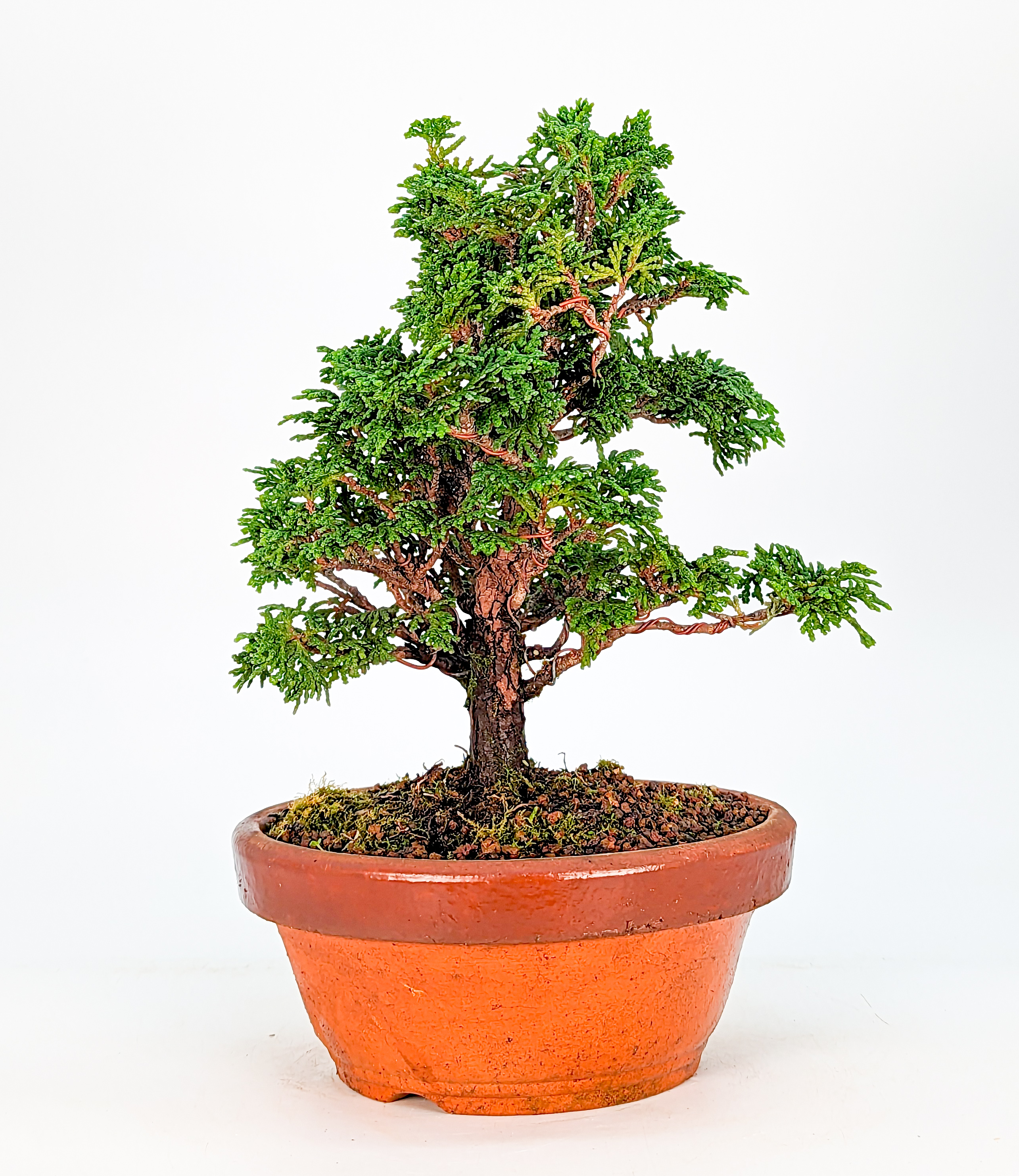 Bonsai Hinoki Scheinzypresse - chamaecyparis obtusa 20cm