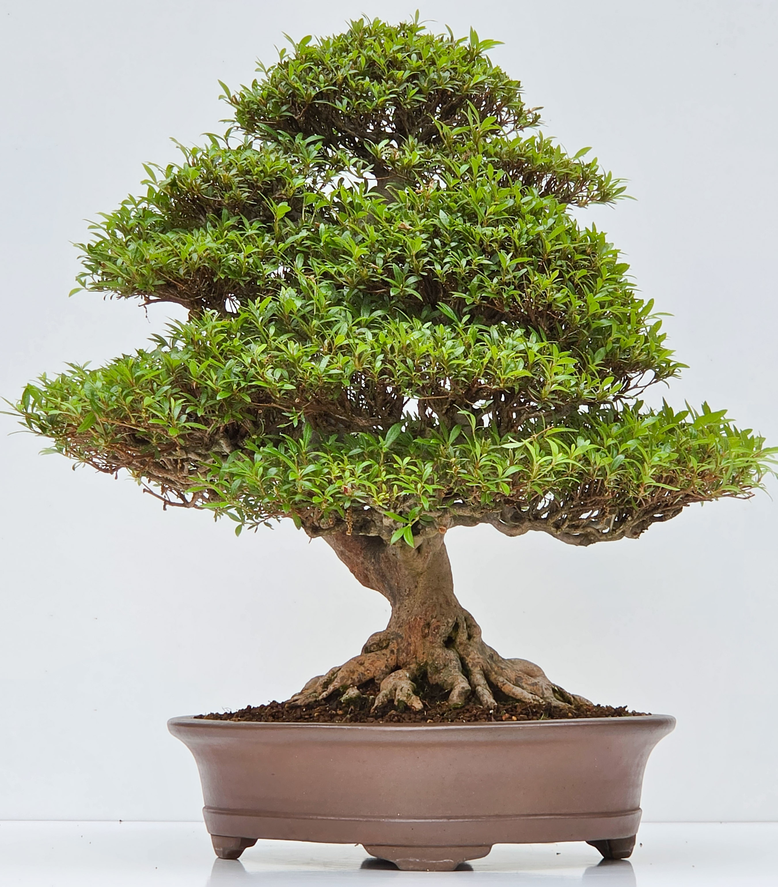 Bonsai Premium Azalee -  Rhododendron indicum kinsai 60cm