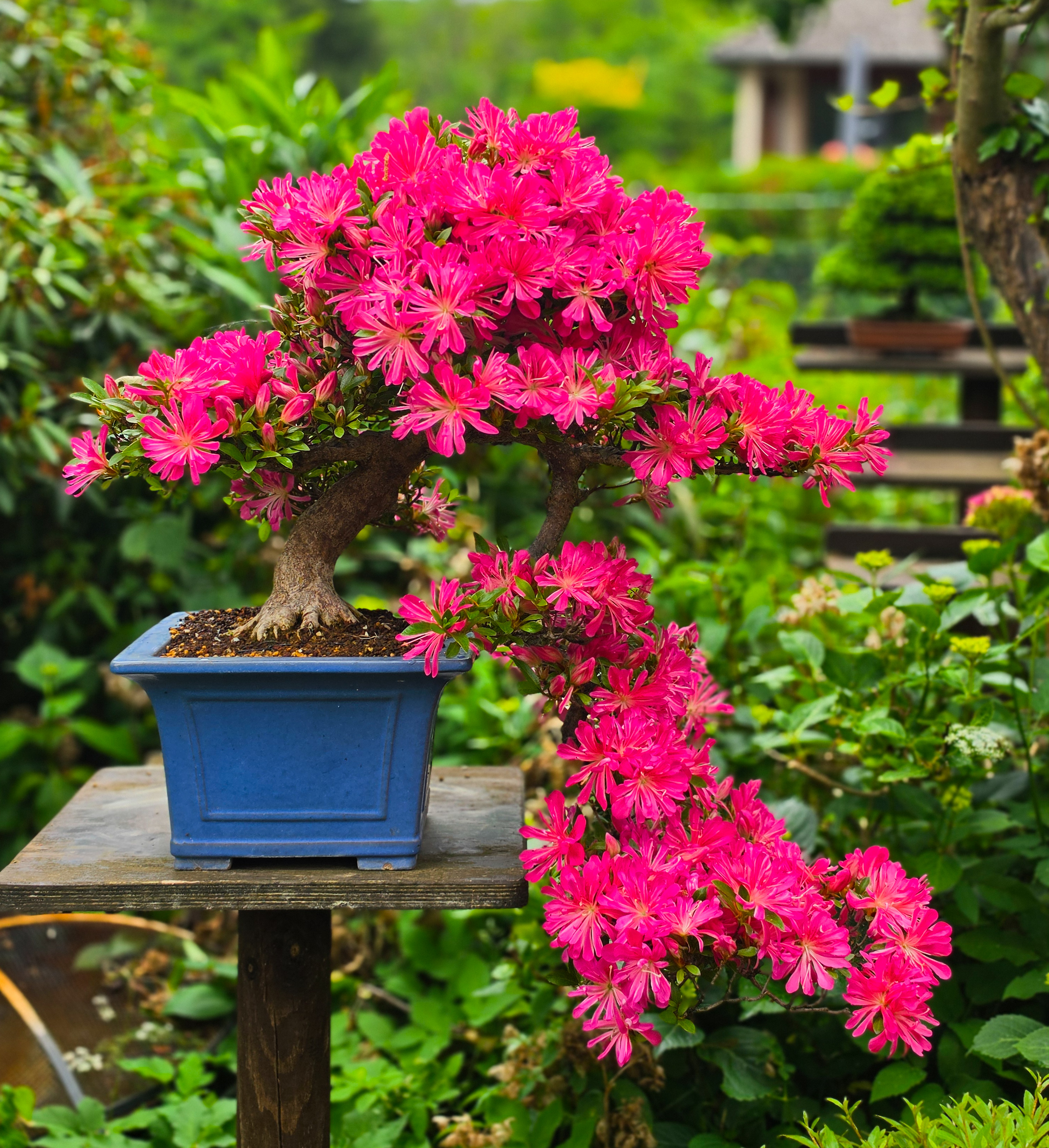 Bonsai Azalee -  Rhododendron indicum hanabin 63cm Video!!
