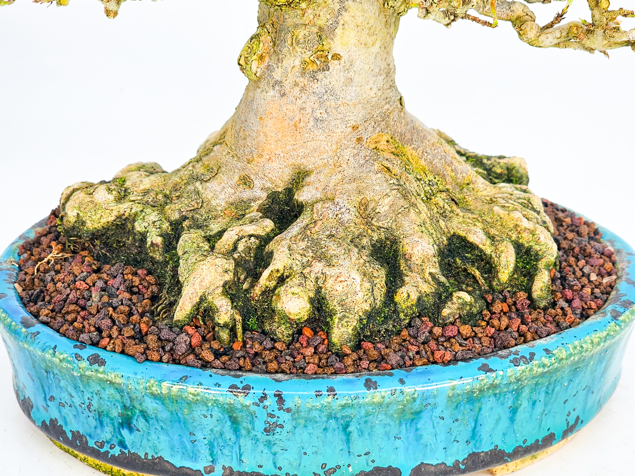 Bonsai Dreispitzahorn - Acer buergerianum Shohin 19cm - Video! Bonsai Dreispitzahorn - Acer buergerianum Shohin 19cm - Video!