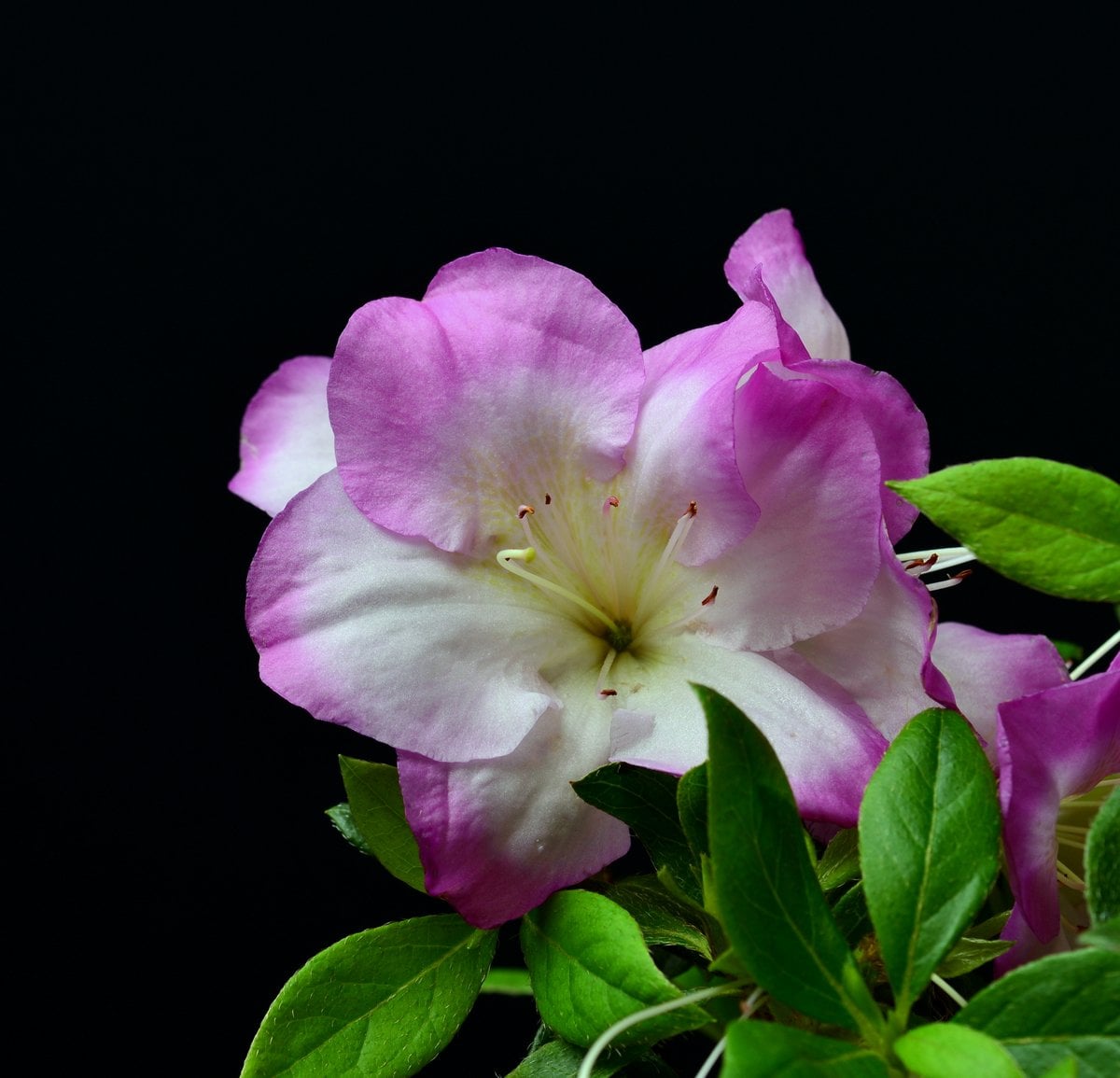 Bonsai Azalee - Rhododendron indicum - Shugestu Shohin 18cm