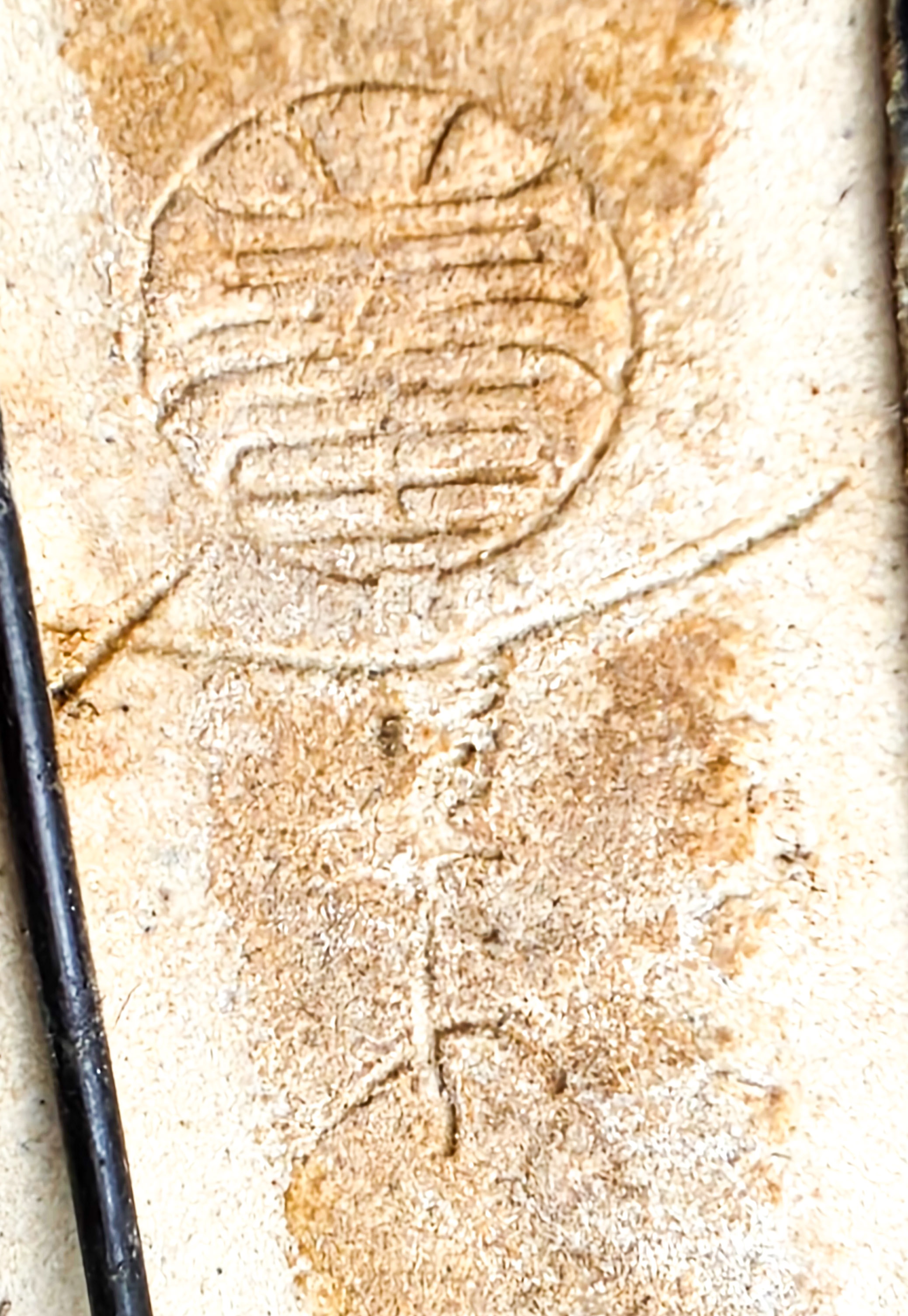 Bonsai Osteomeles anthyllidifolia Shohin 21cm