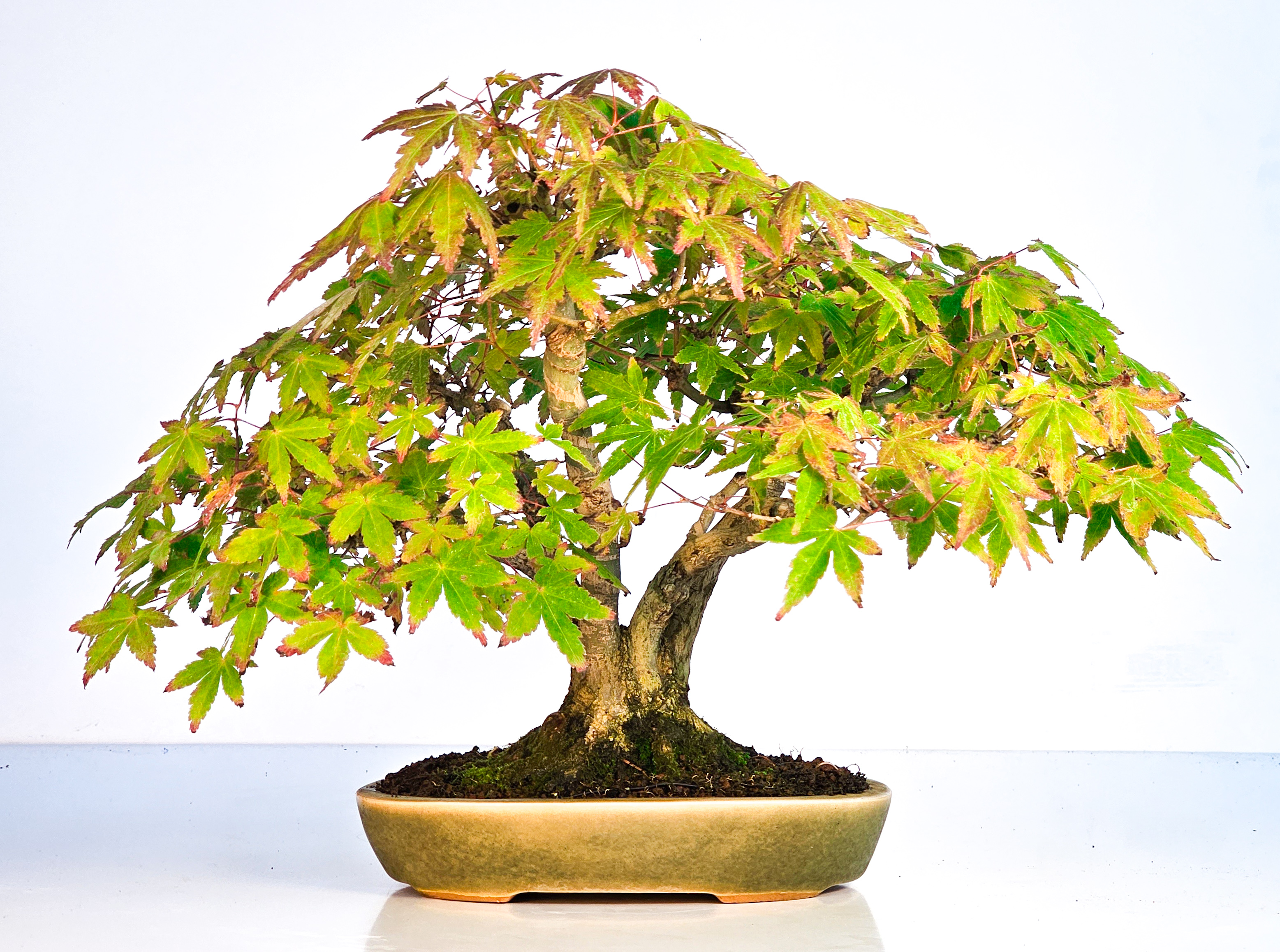 Bonsai Fächerahorn Acer Palmatum Yamamomiji Kabudachi 25cm 