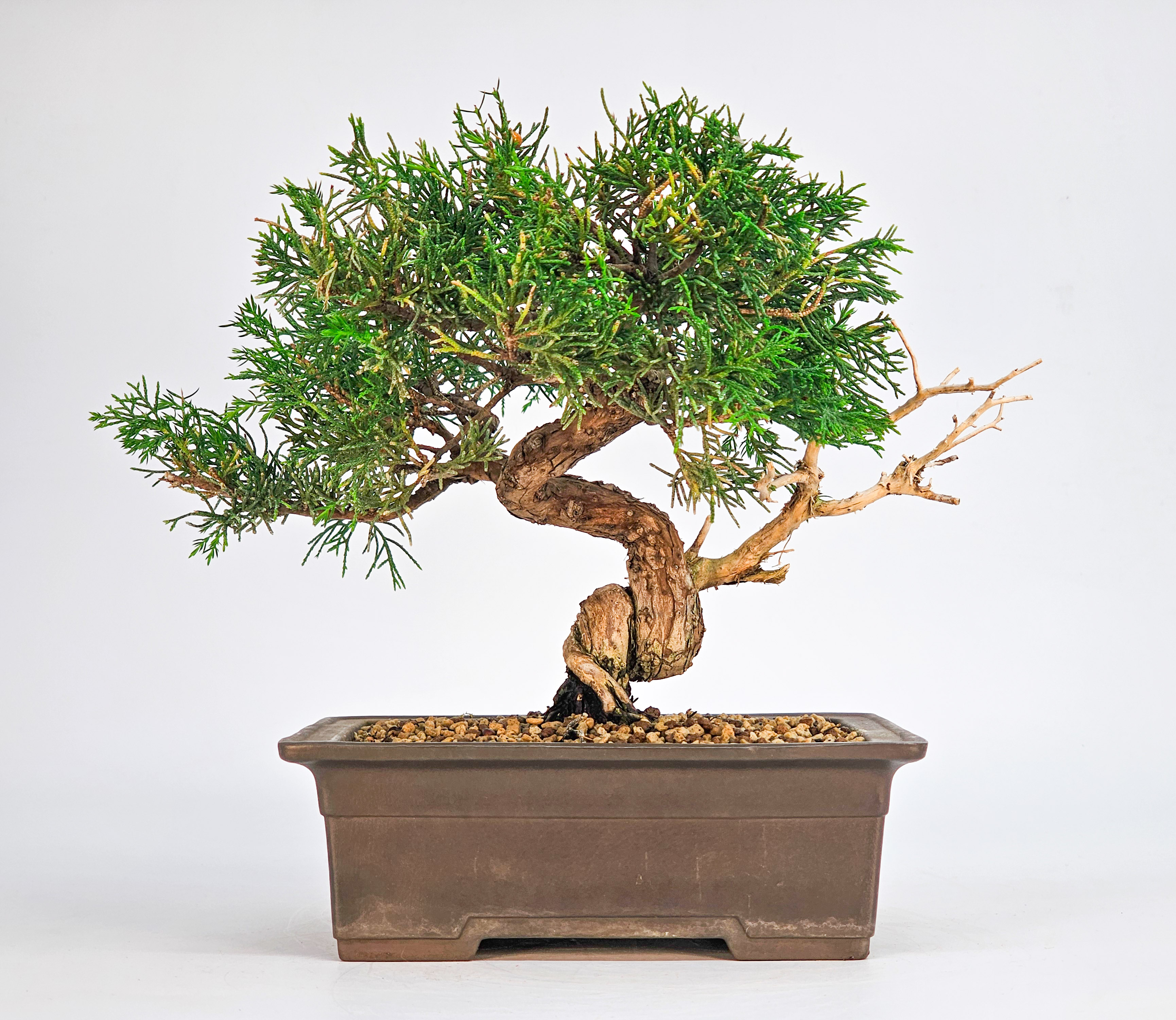 Bonsai Wacholder Juniperus chinensis Shohin 17cm 