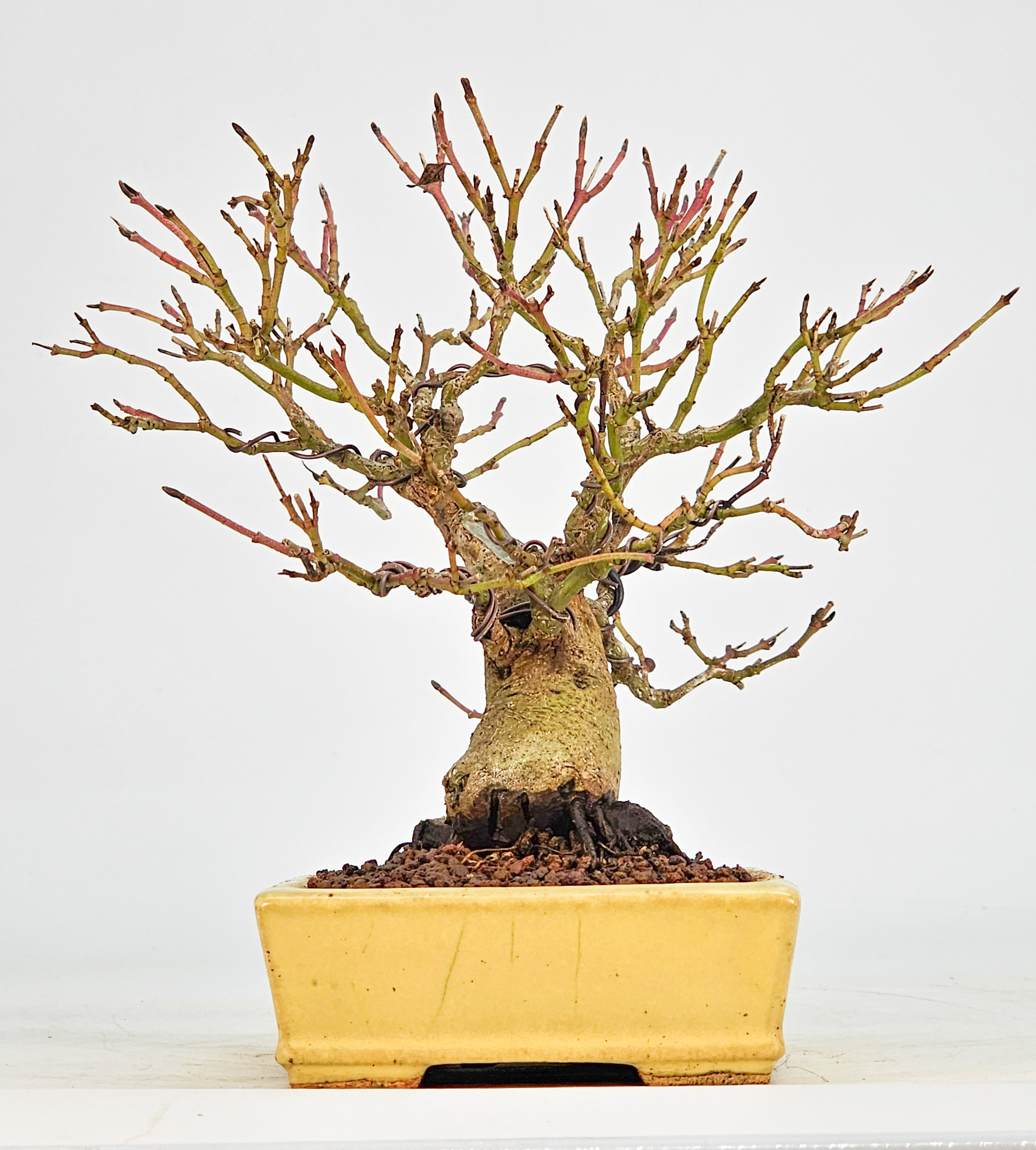 Bonsai Kornelkirsche - Cornus mas Shohin 15cm 