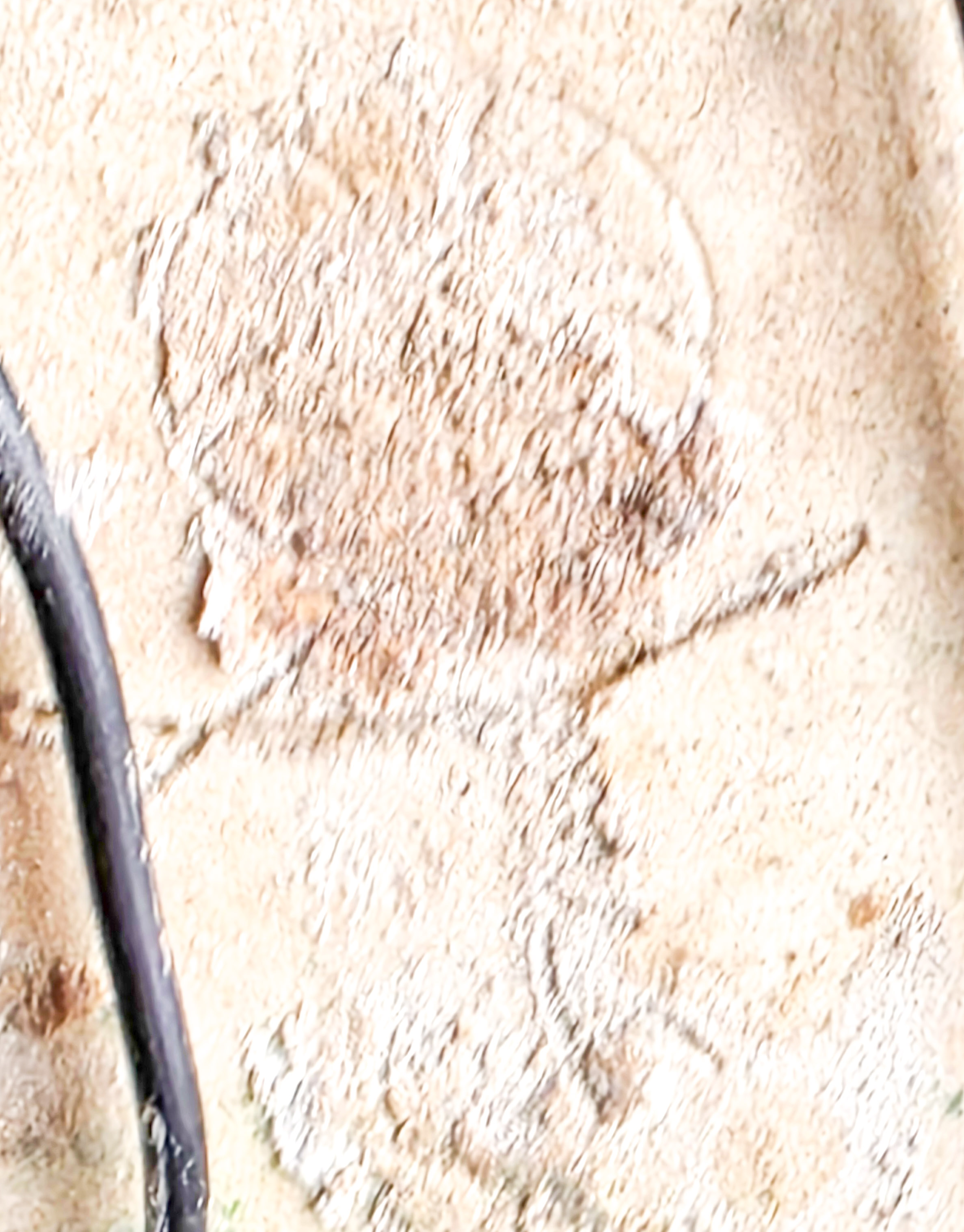 Bonsai Azalee - Rhododendron indicum - Yata no Kagami- Shohin 19cm