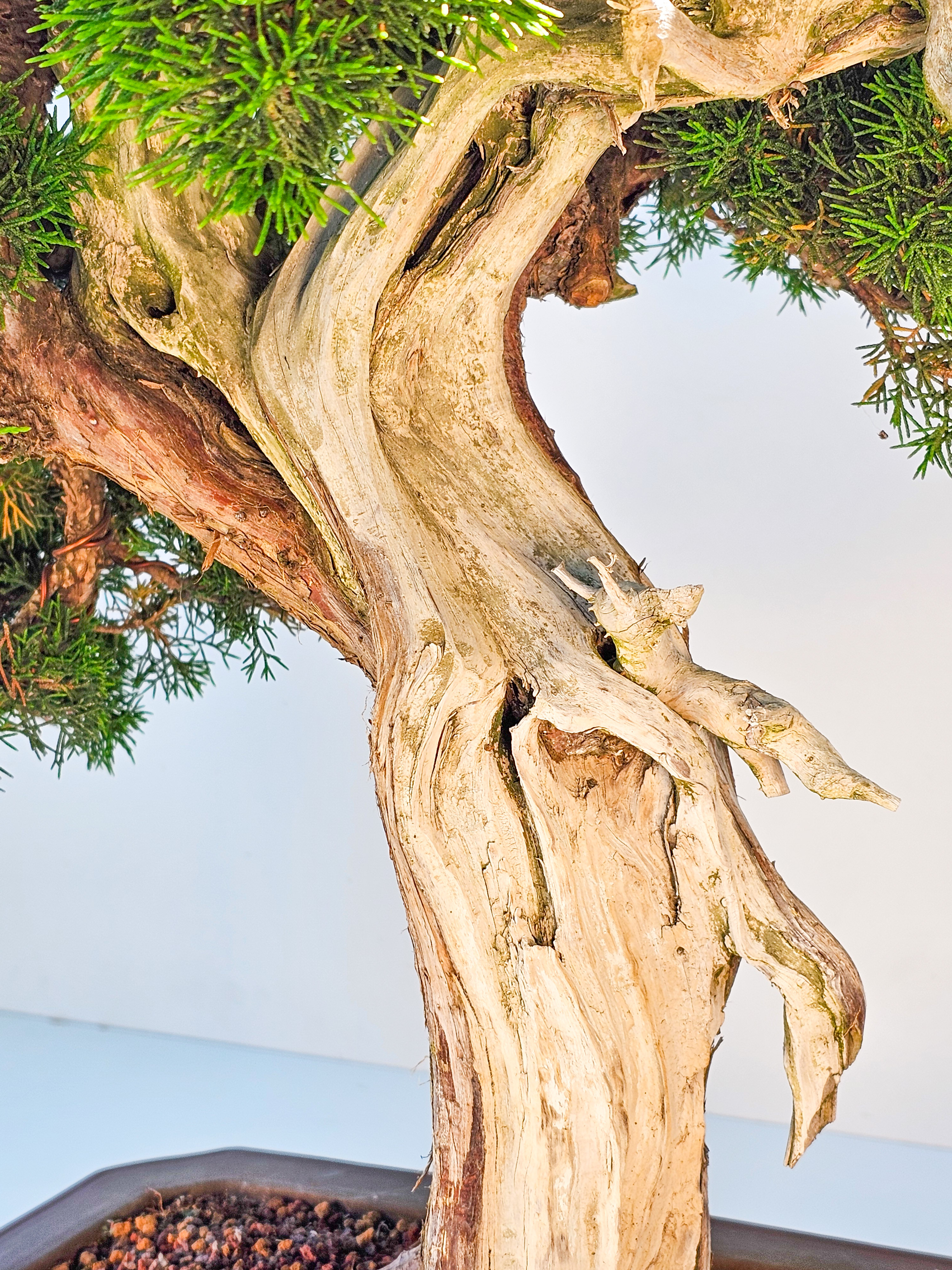 Bonsai Wacholder Juniperus chinensis shimpaku 66 cm Bonsai Wacholder Juniperus chinensis shimpaku 66 cm