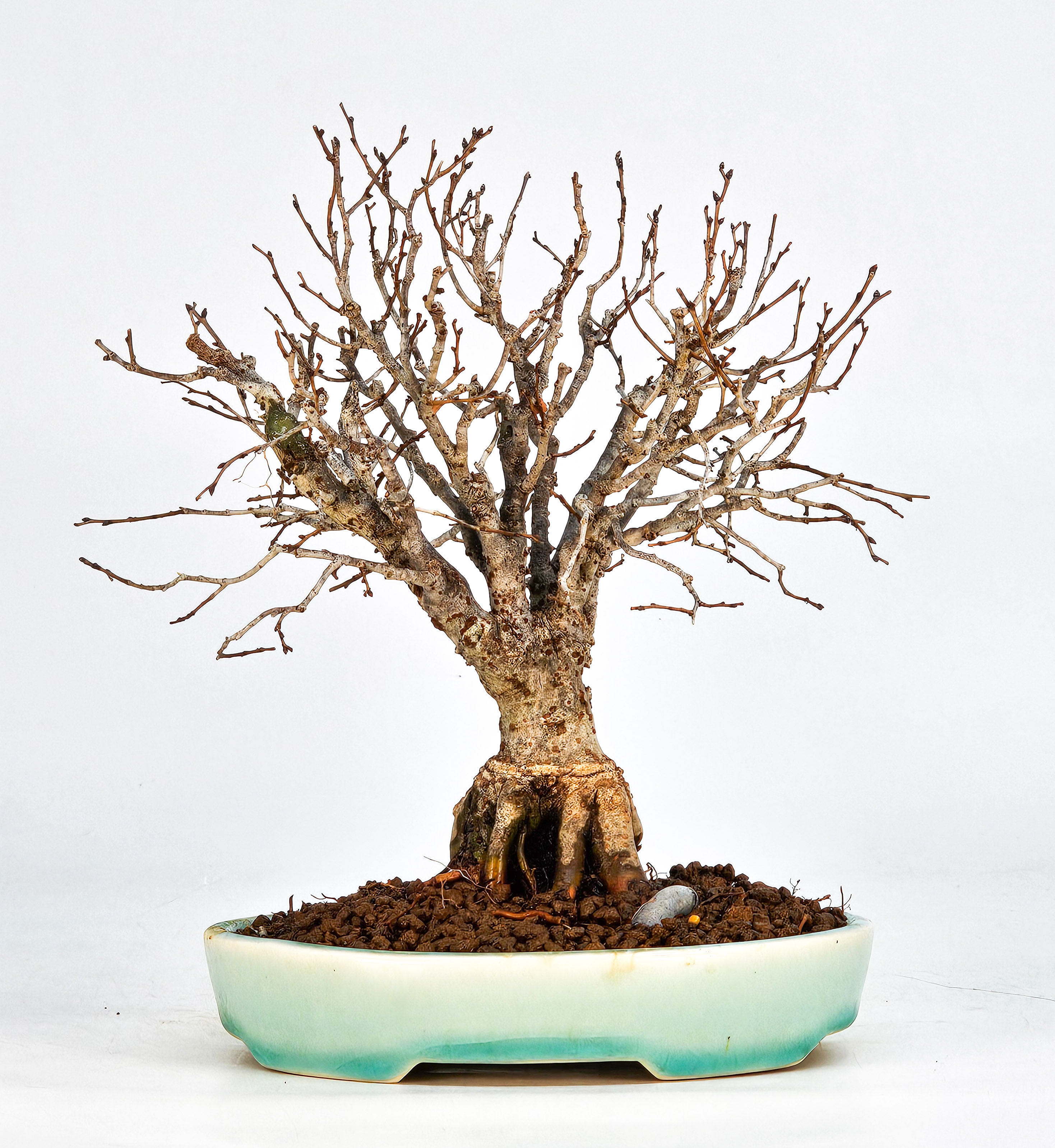 Bonsai Zelkova serrata Shohin 17,5cm