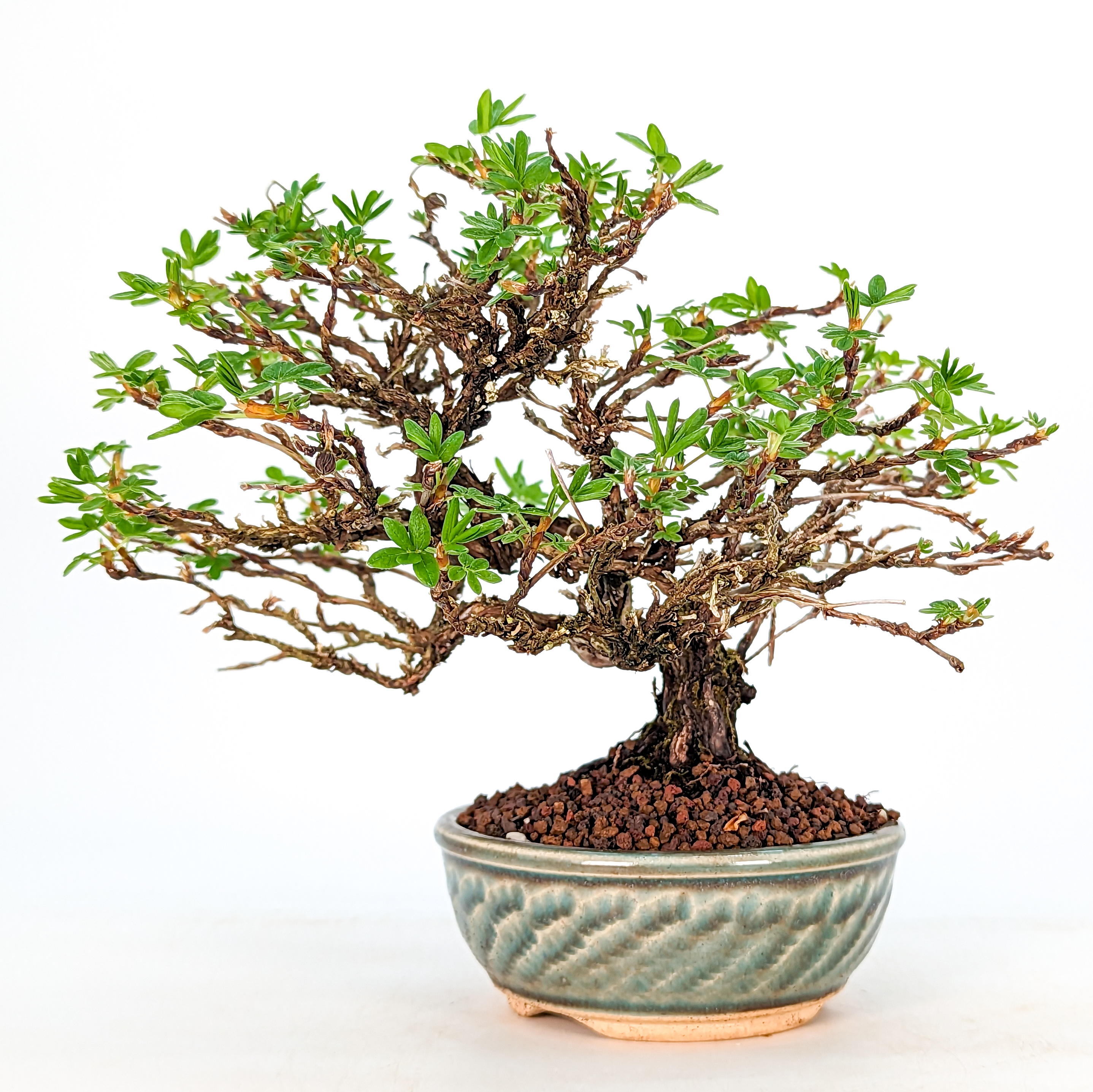 Bonsai Potentilla Fünffingerstrauch Shohin 13cm 