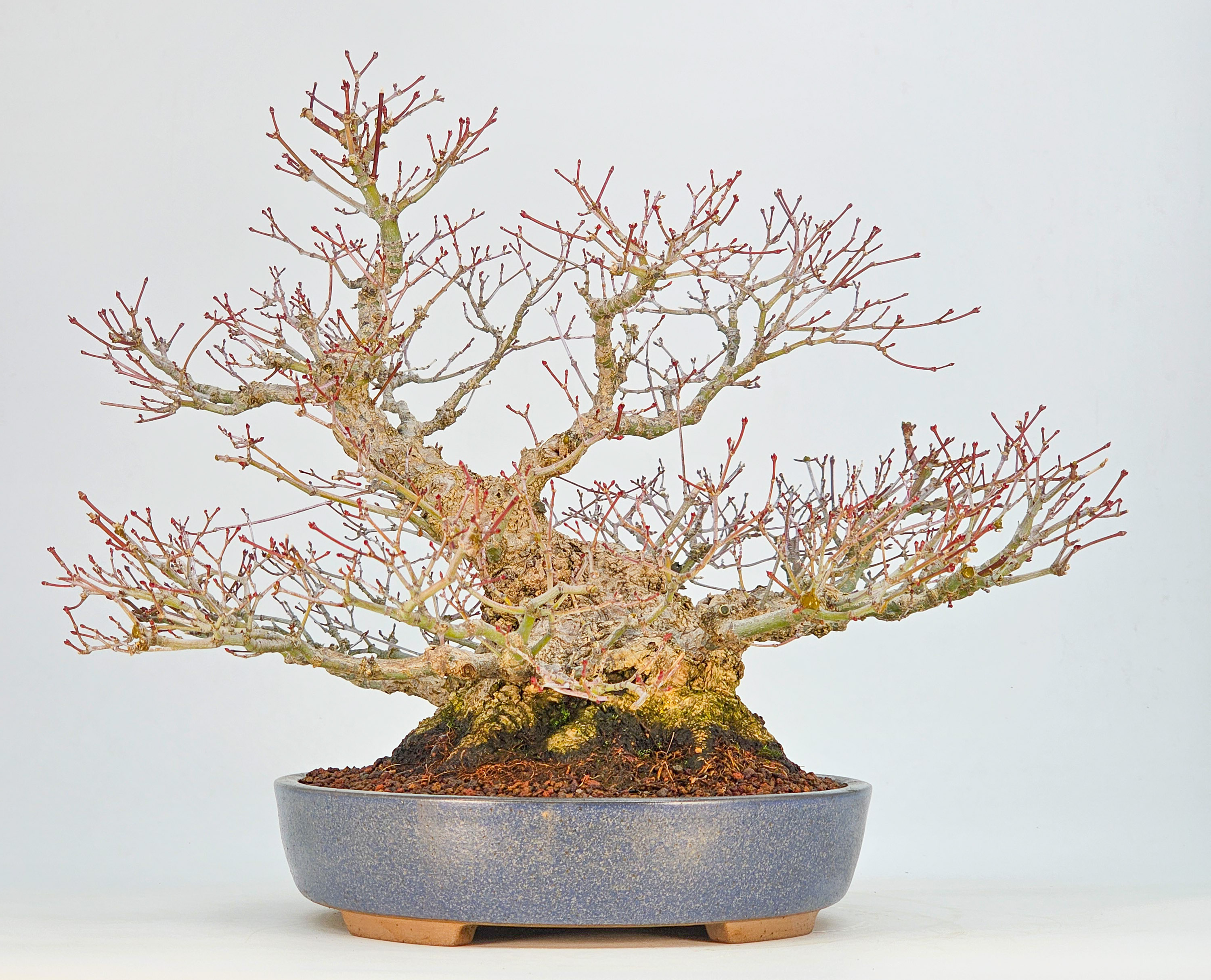 Bonsai Premium  Fächerahorn - Acer palmatum Shohin 25cm