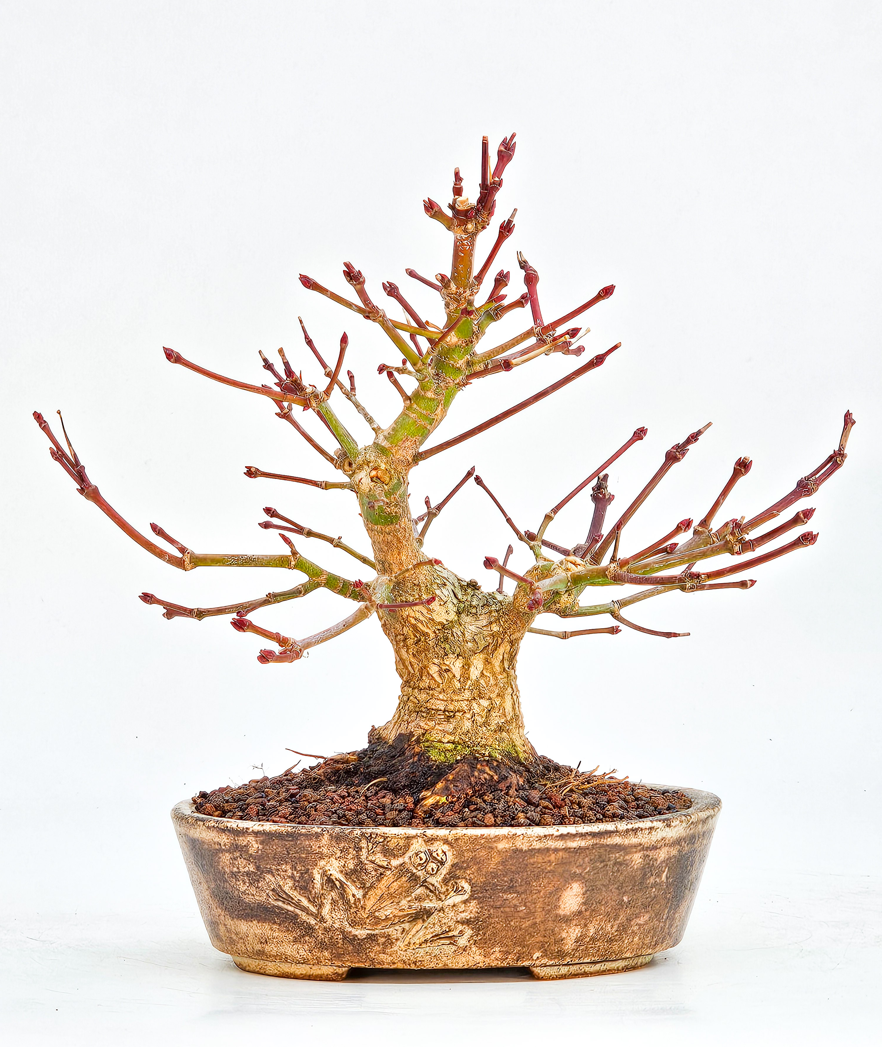 Bonsai Fächerahorn Acer Palmatum Yamamomiji Shohin 15cm 