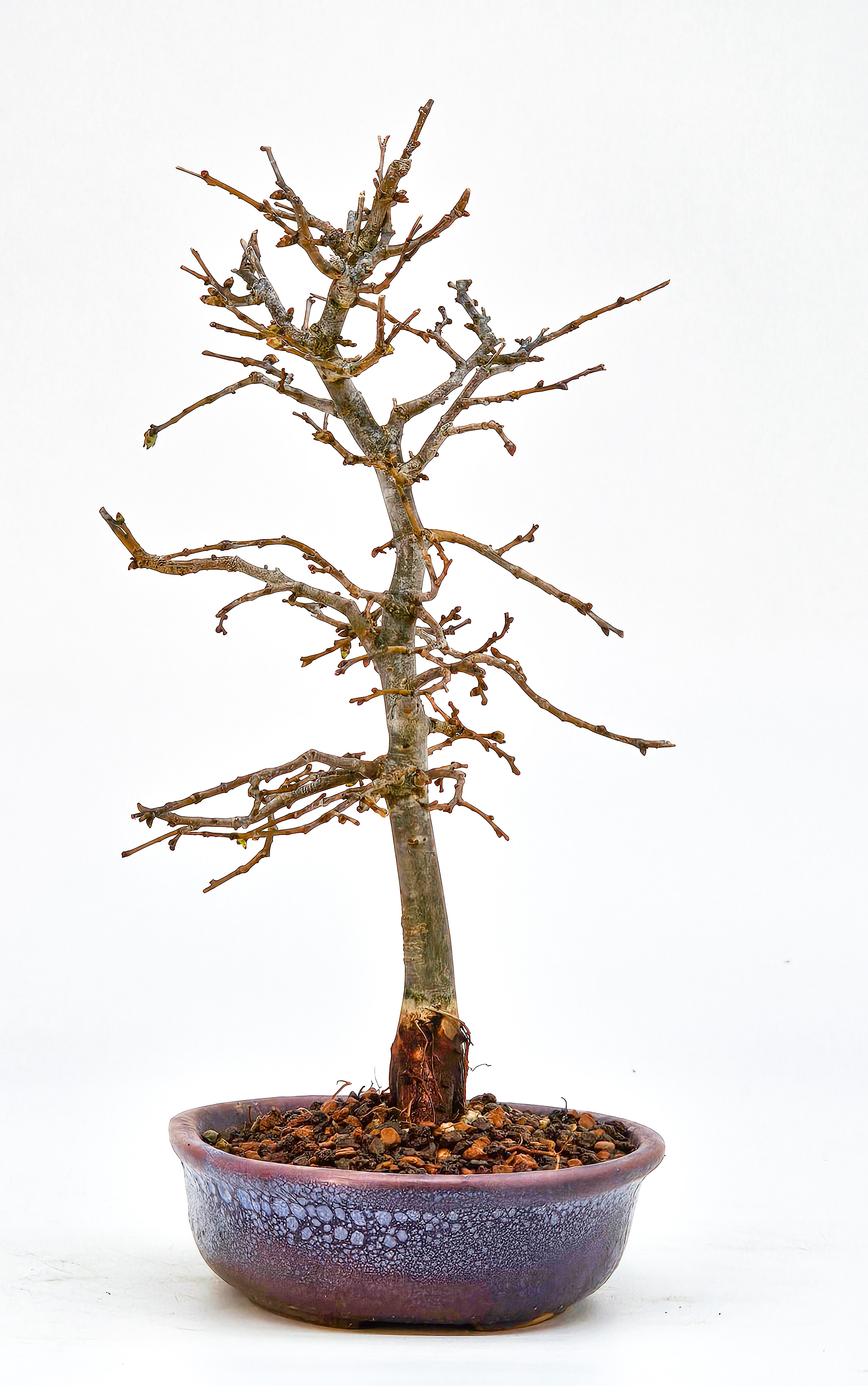 Bonsai Zelkova serrata Shohin 18cm   