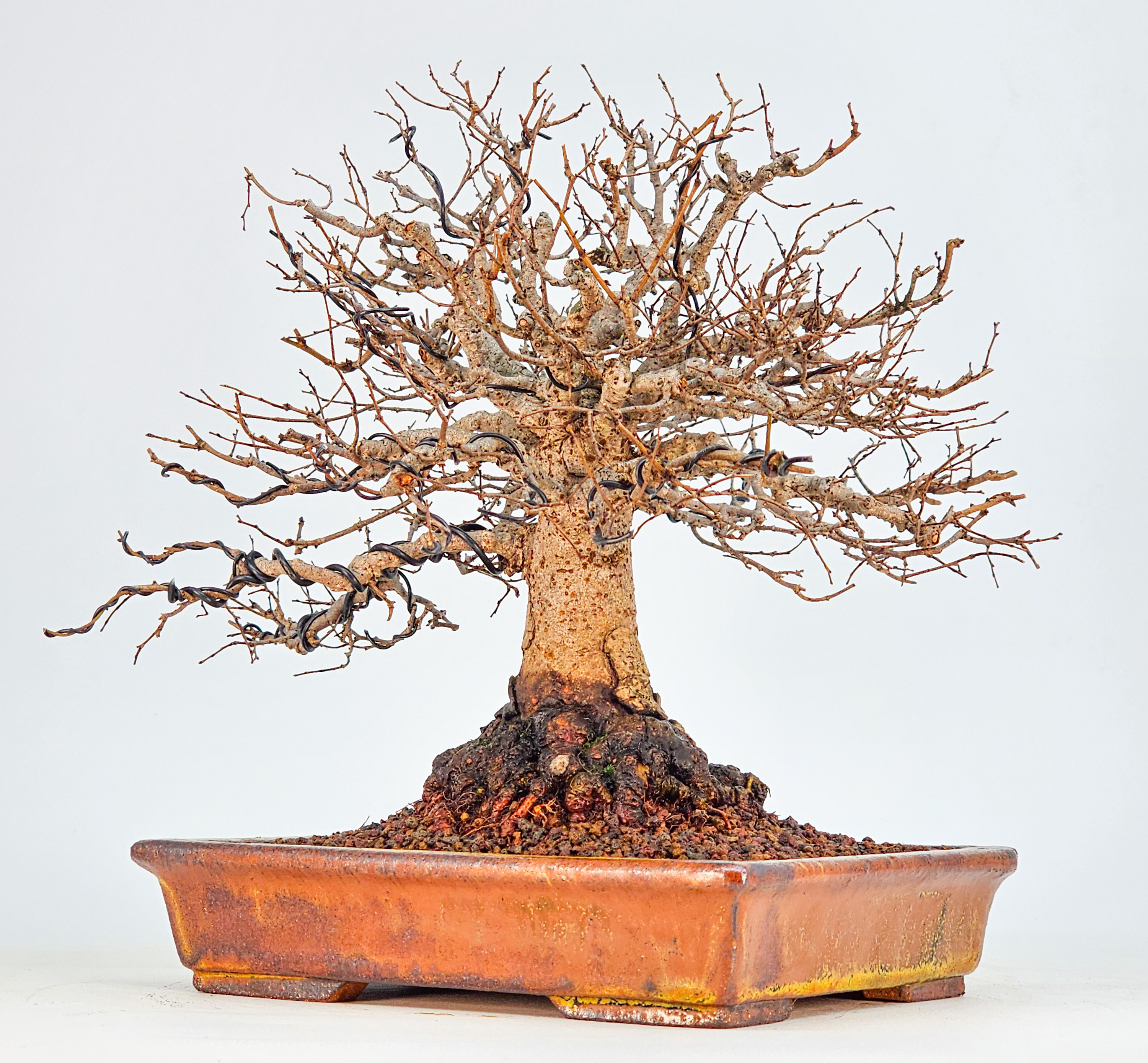 Bonsai Premium Zelkova serrata Shohin 18cm