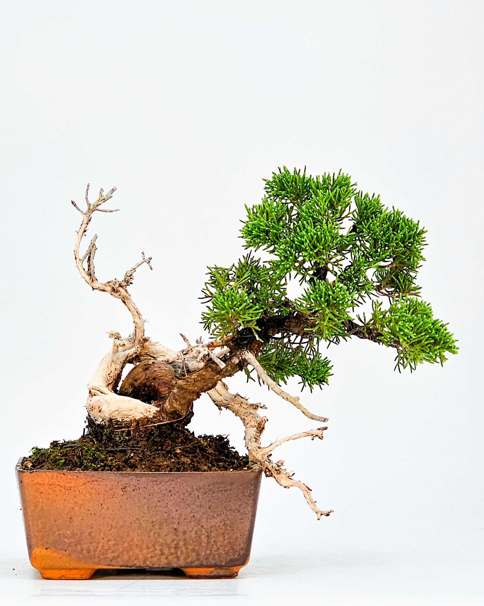 Bonsai Wacholder Juniperus chinensis Shohin  18cm