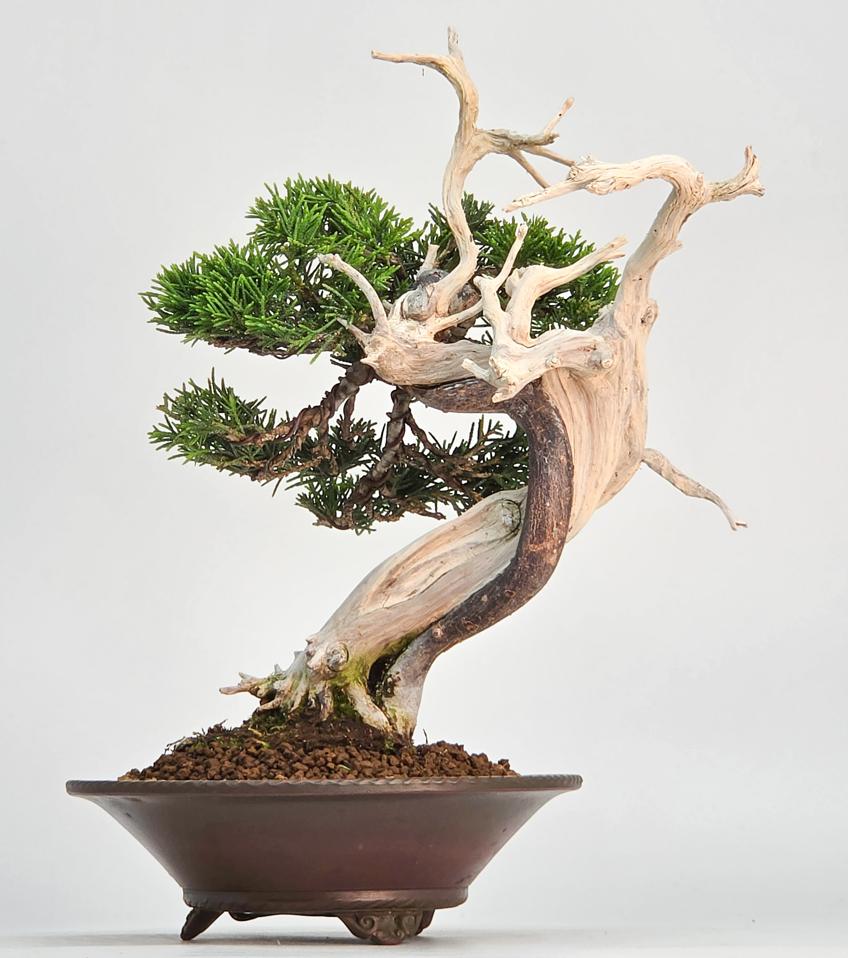 Bonsai Wacholder - Juniperus chinensis Shohin 19cm