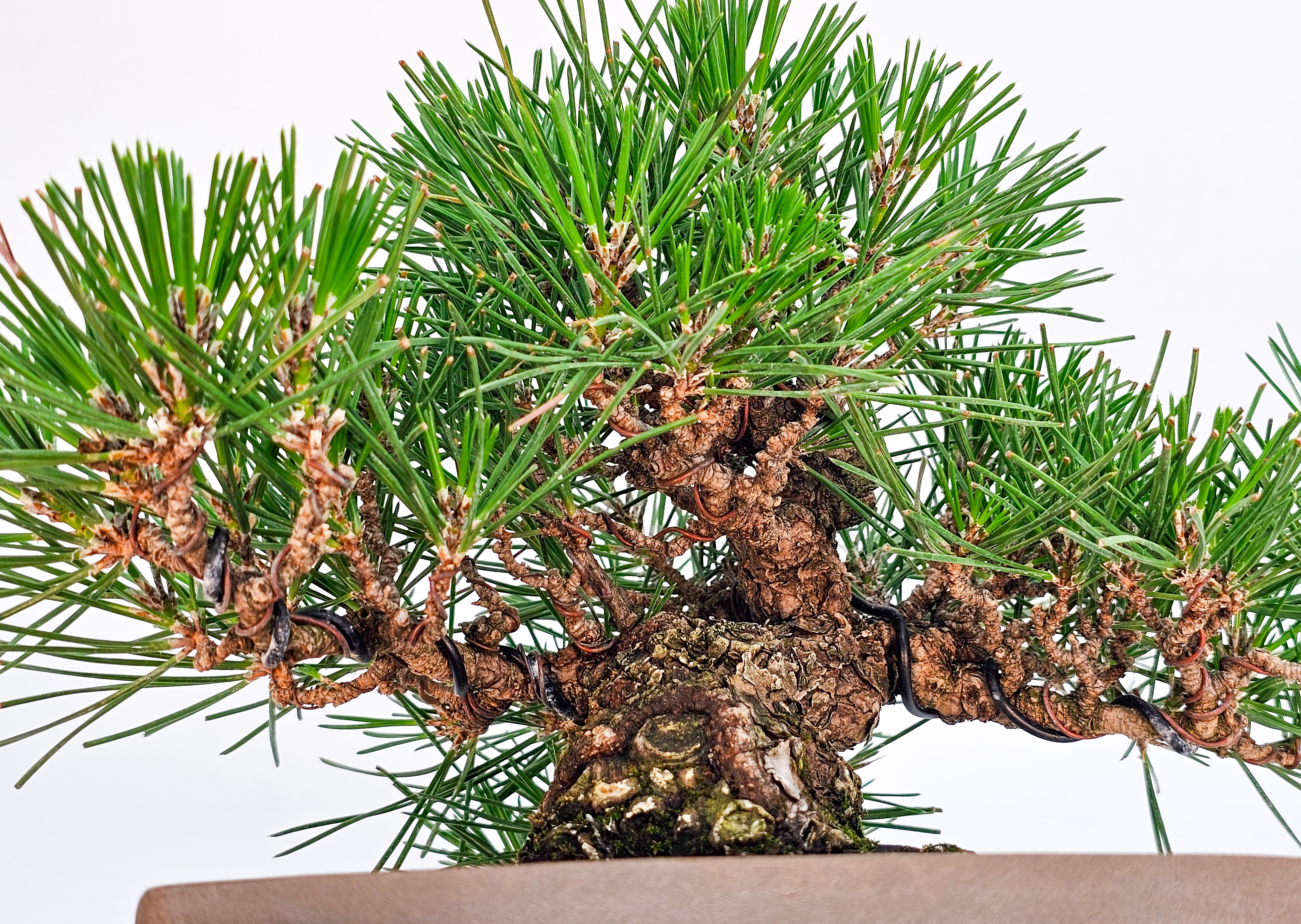Bonsai Schwarzkiefer - Pinus thunbergii Shohin 19cm