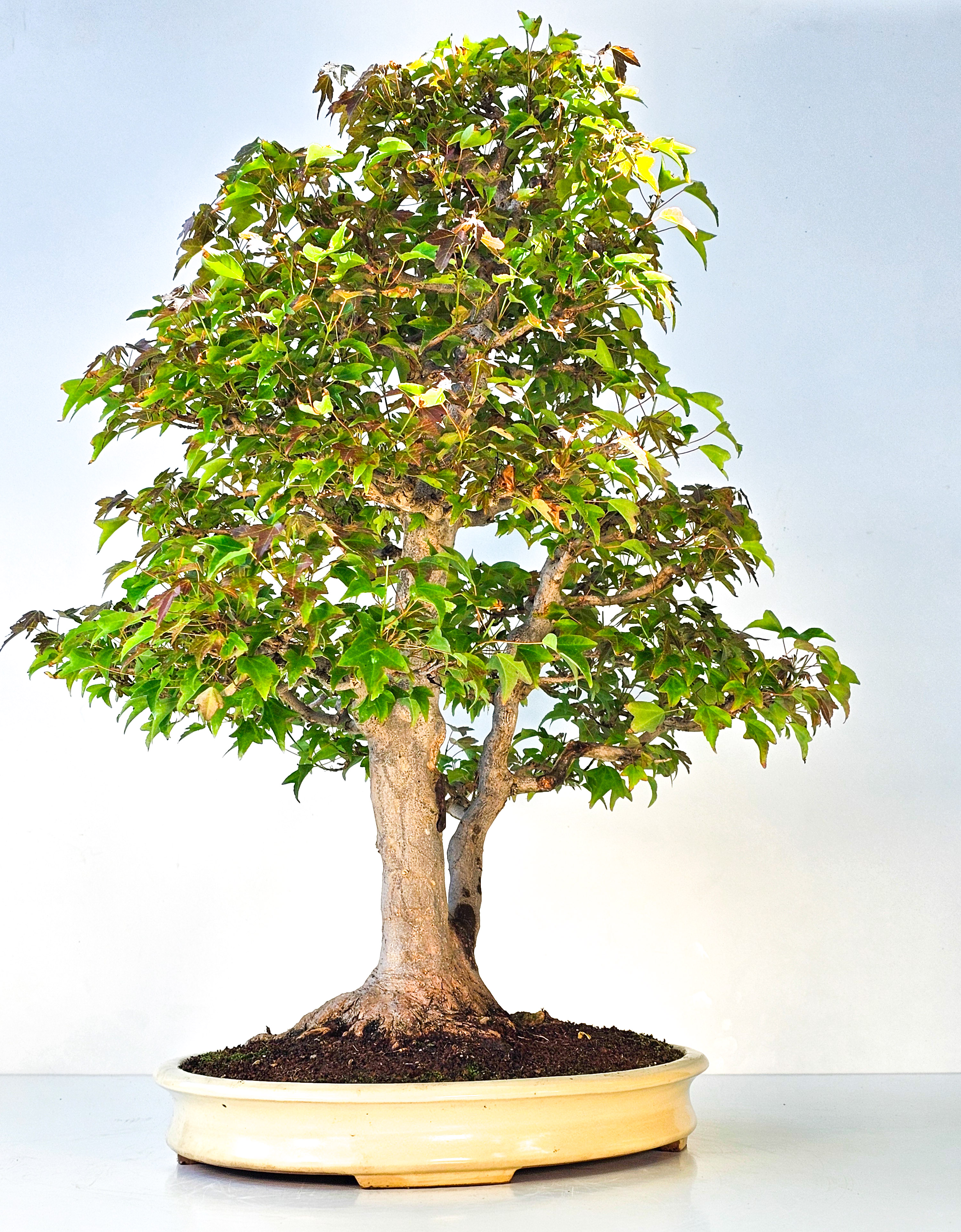 Bonsai Dreispitzahorn - Acer buergerianum 62cm