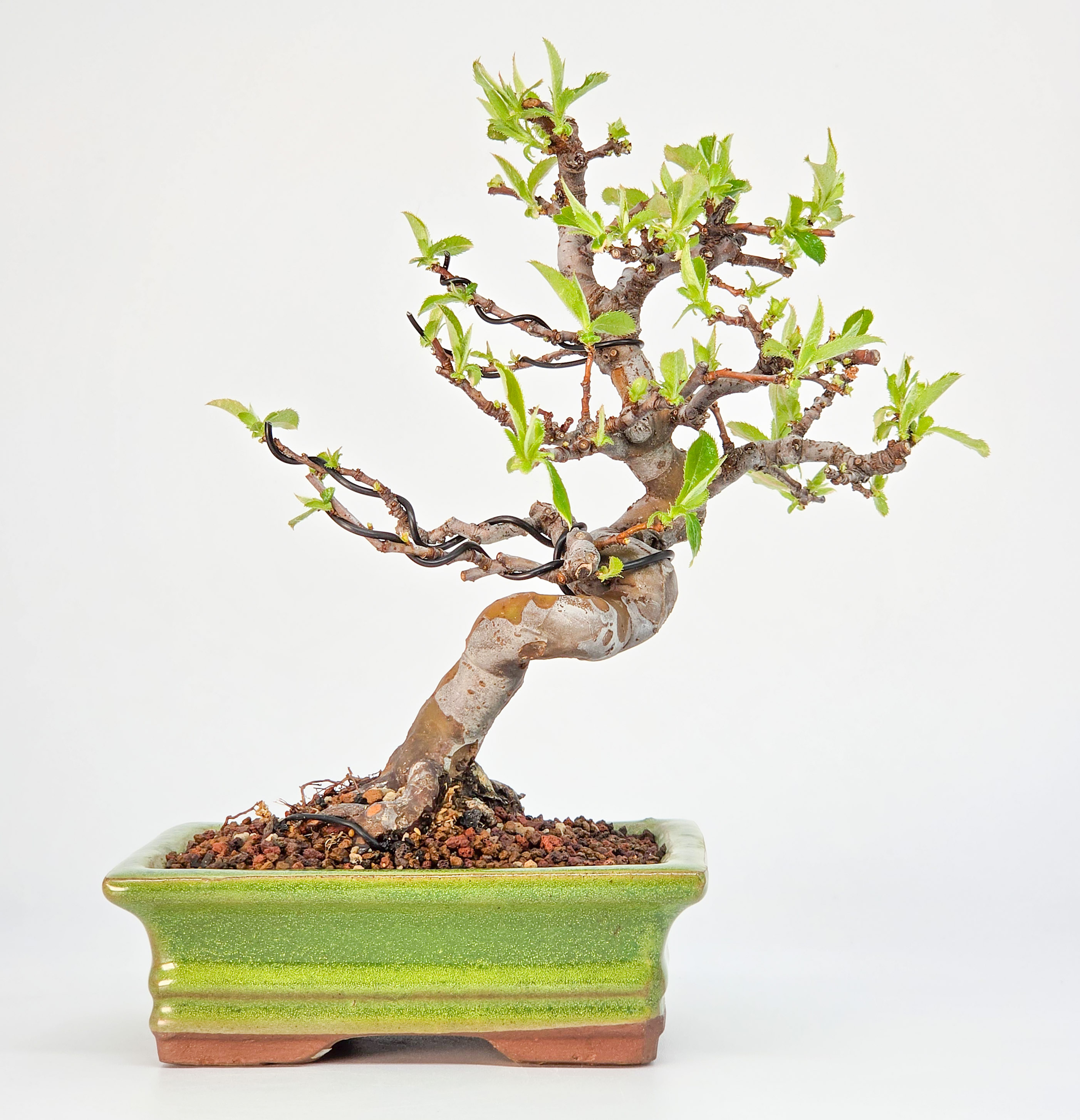 Bonsai Quitte - Pseudocydonia sinensis Shohin 19cm