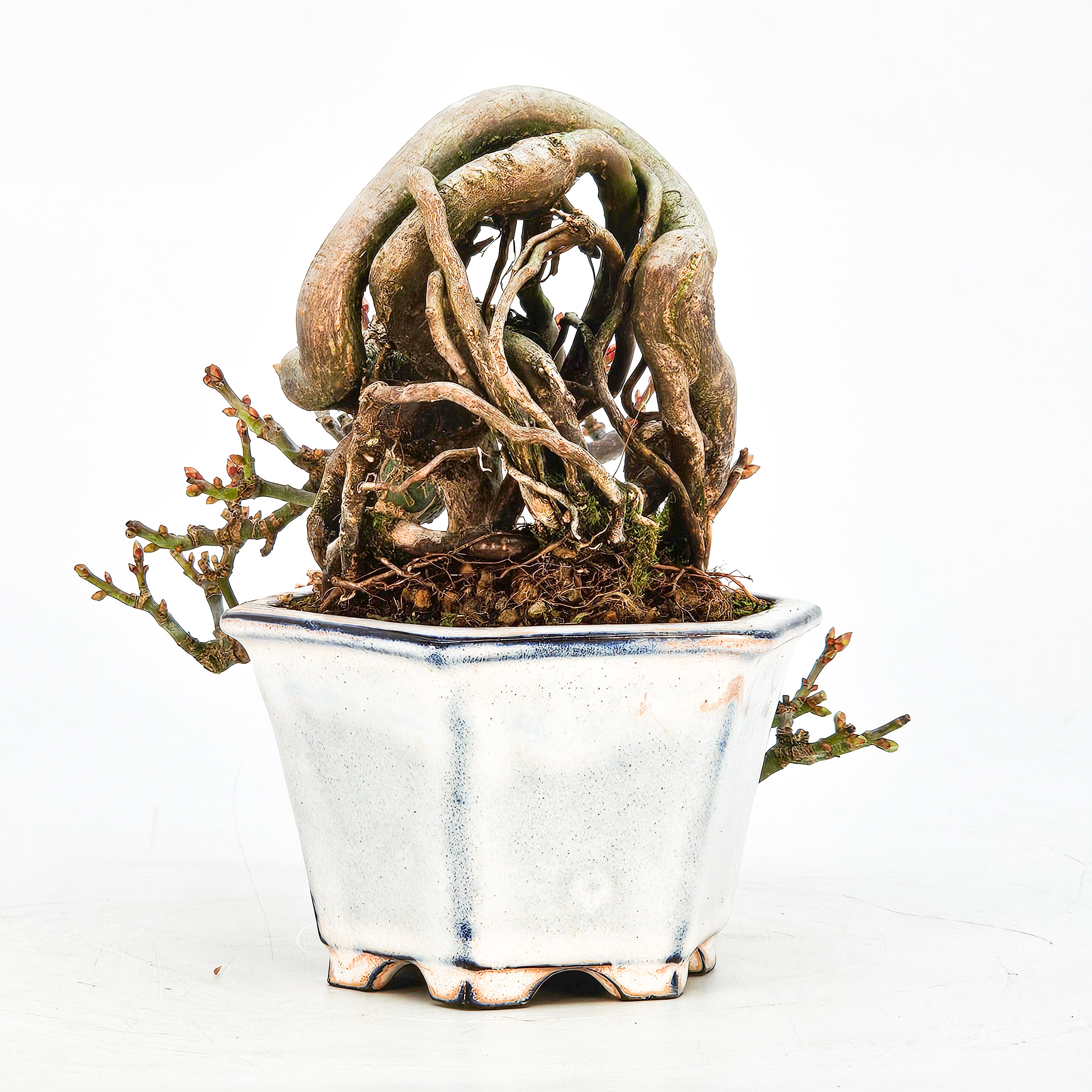 Bonsai Löwenkopfahorn- Acer palmatum Shishigashira Shohin 16cm Video!!