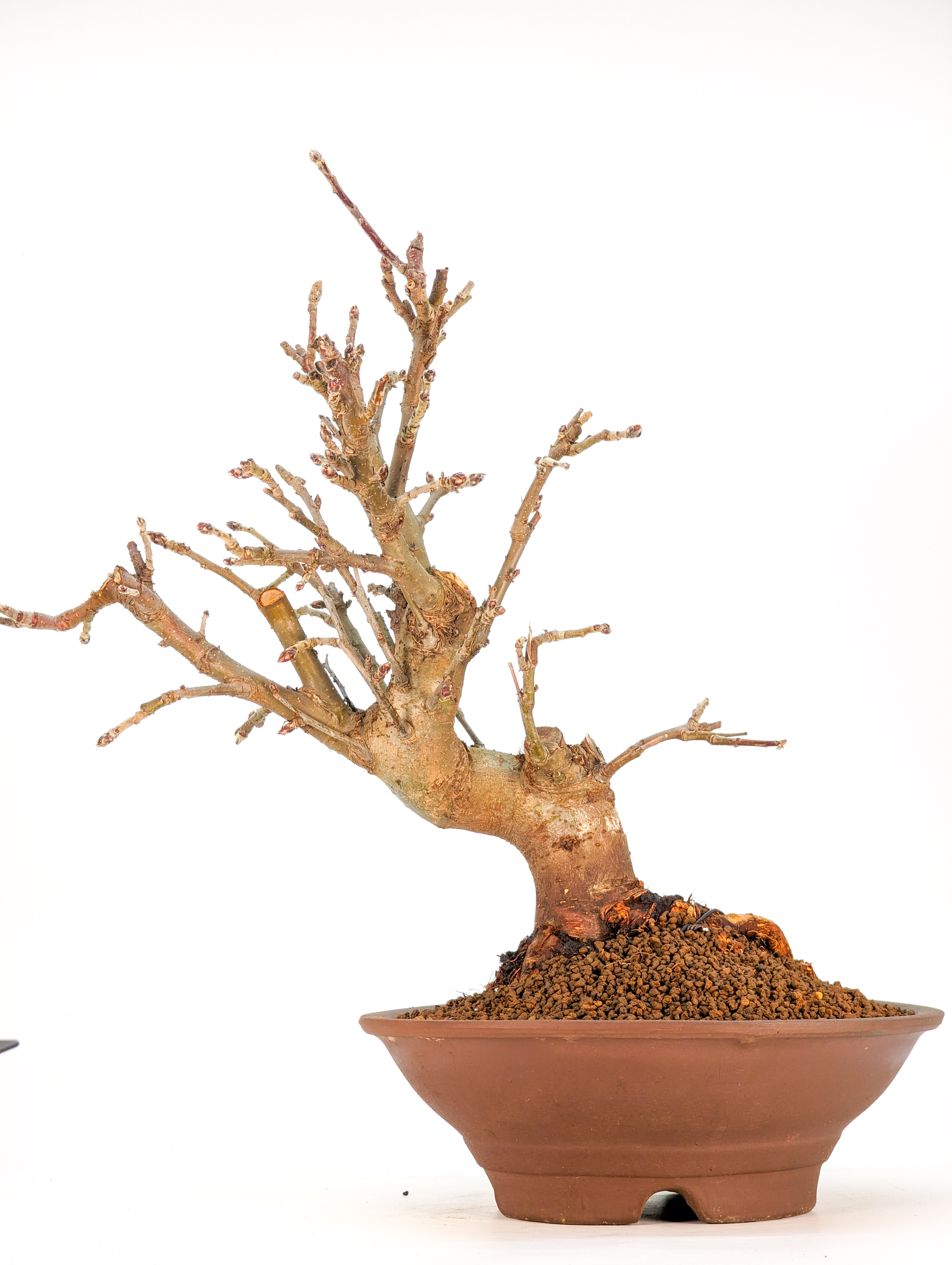 Bonsai Malus - Apfel 30cm  