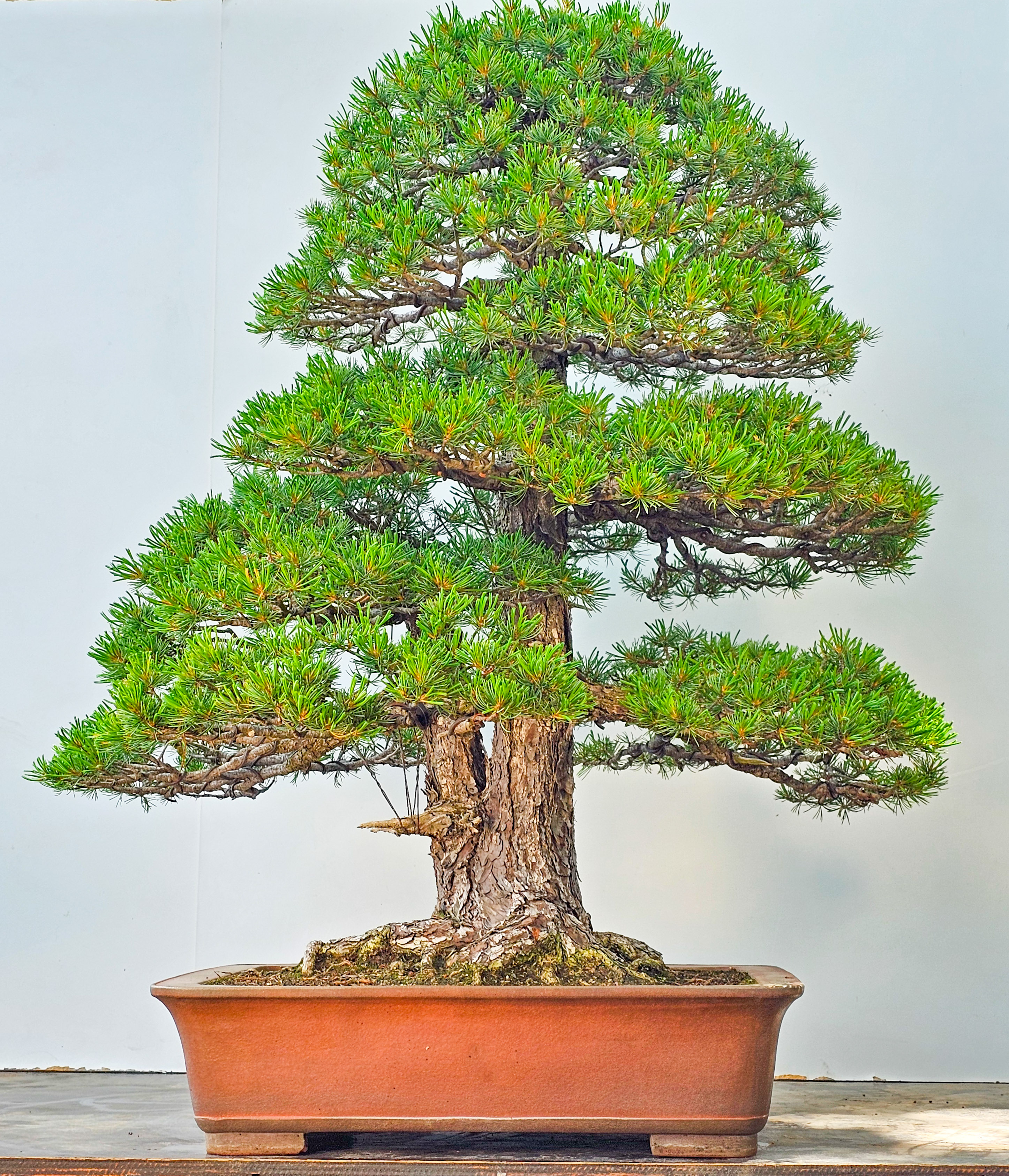Bonsai Mädchenkiefer Pinus parviflora 93 cm Bonsai Mädchenkiefer Pinus parviflora 93 cm