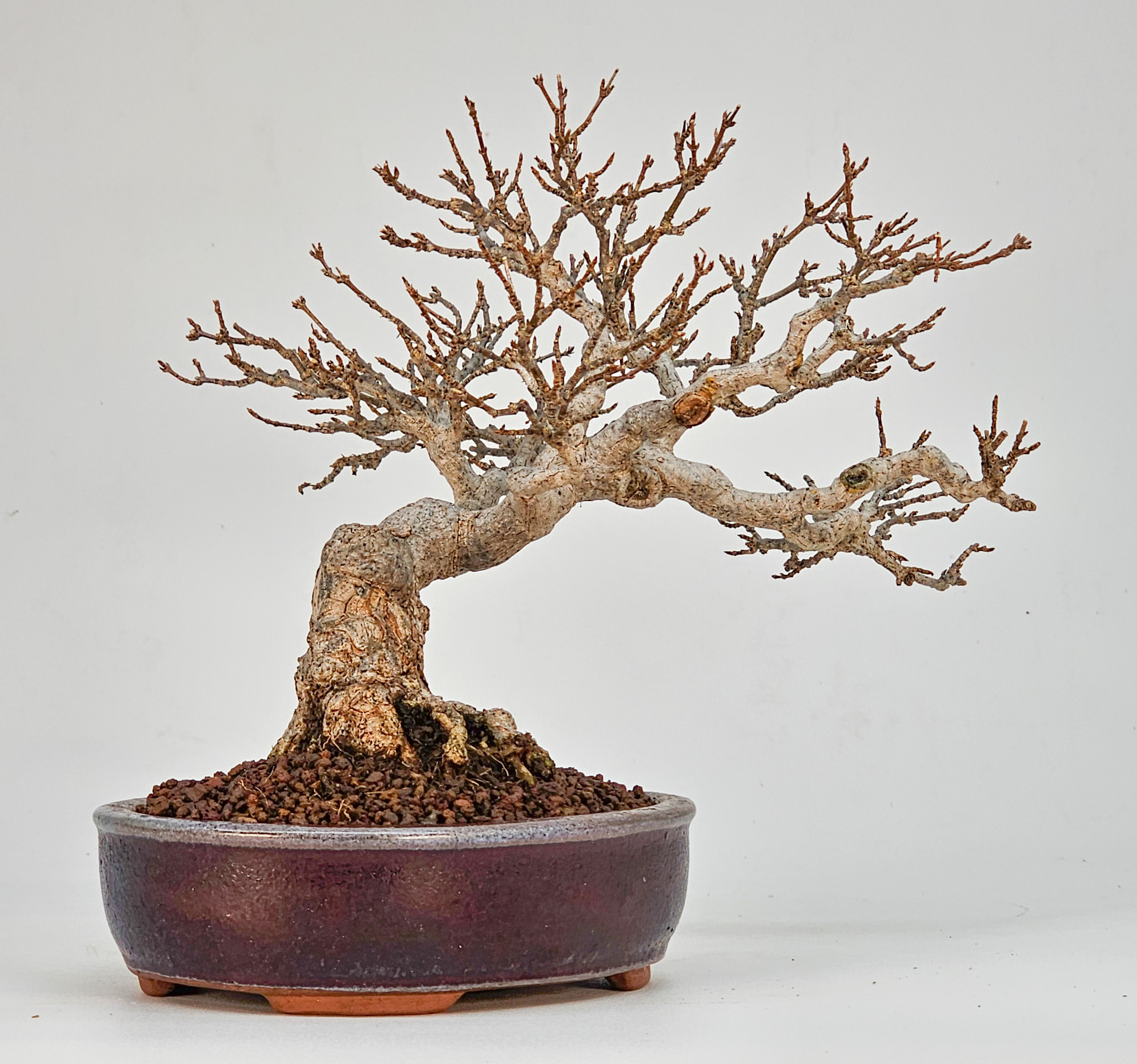 Bonsai Dreispitzahorn - Acer buergerianum Shohin 16cm