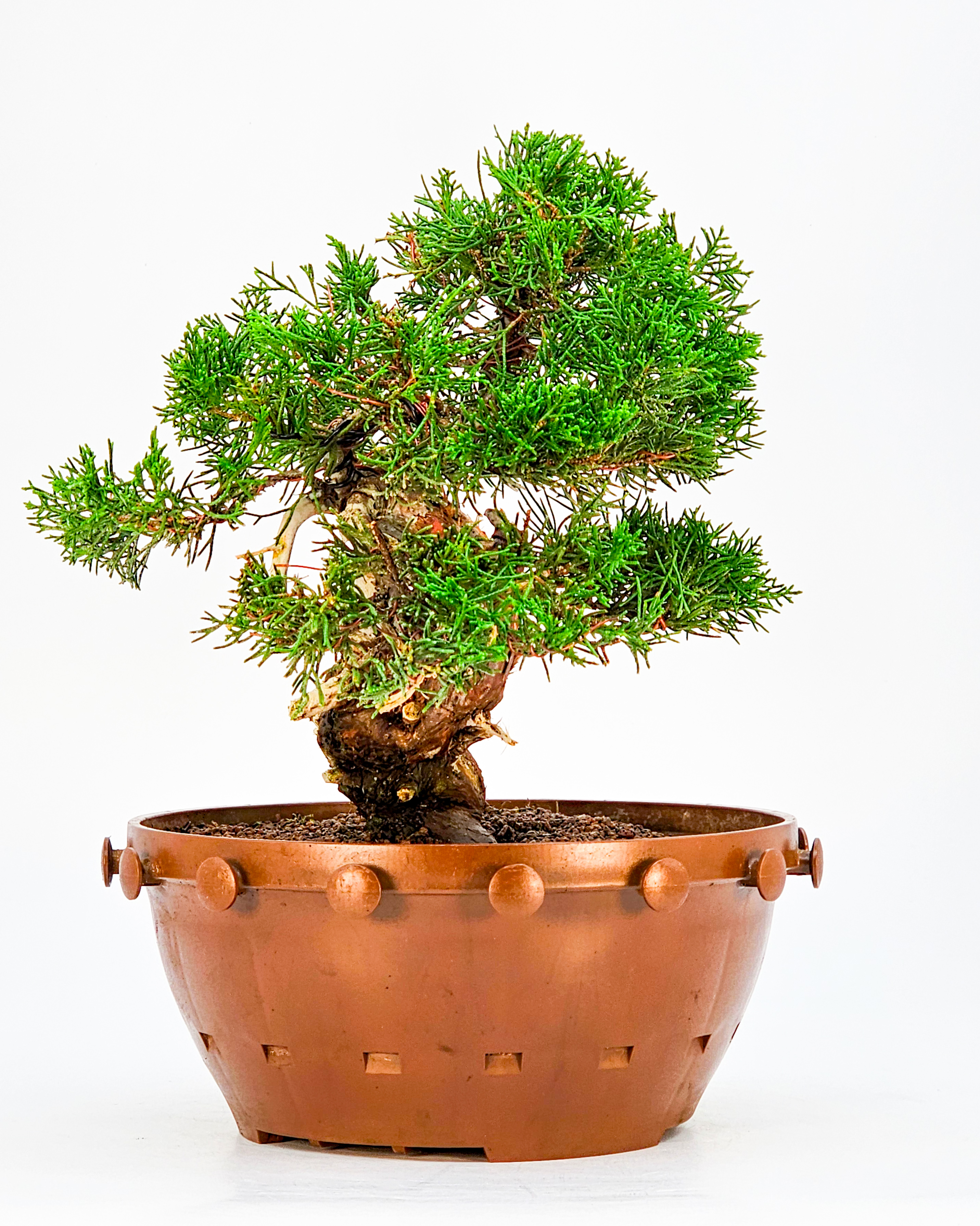 Bonsai Wacholder - Juniperus chinensis 22cm