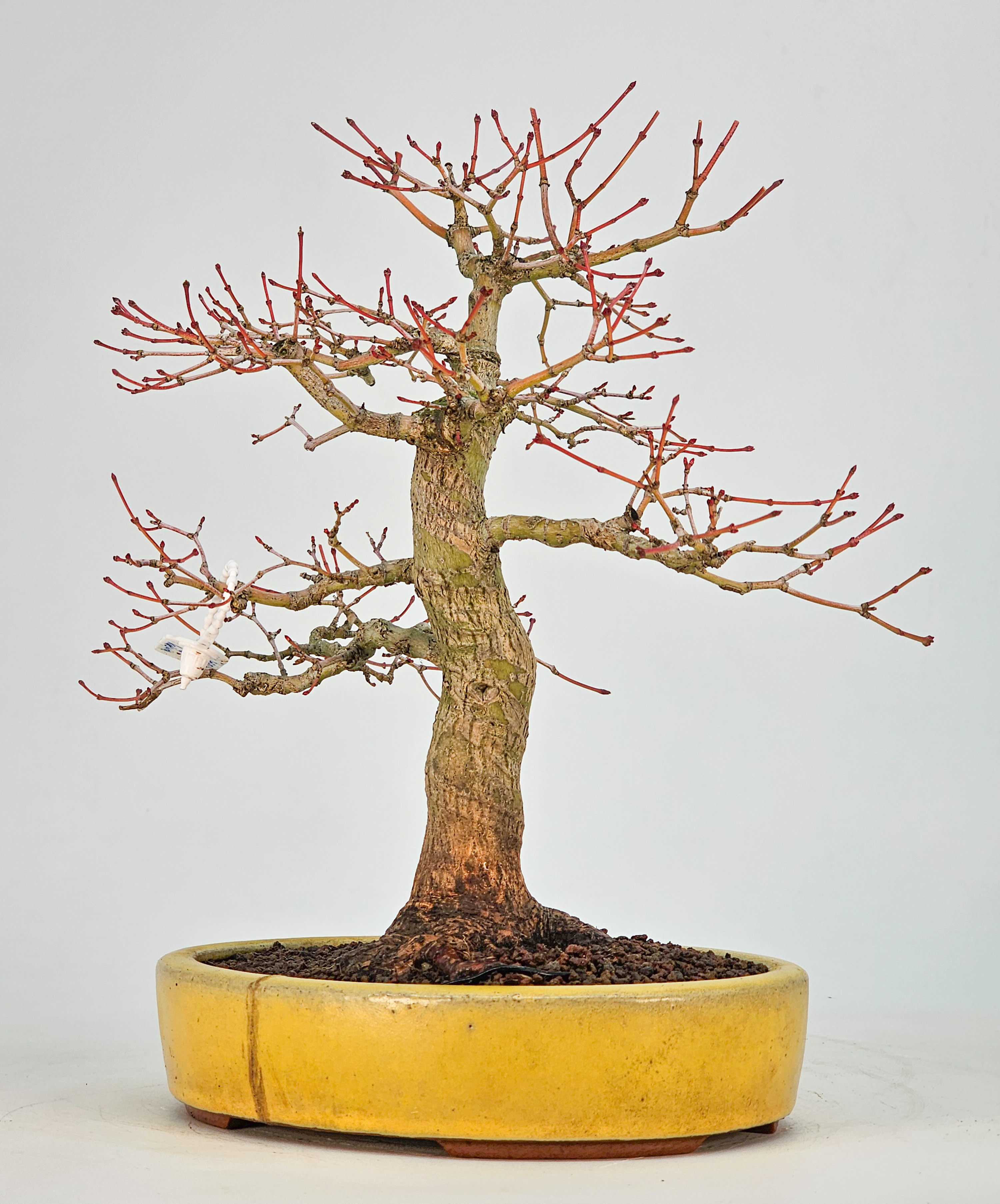 Bonsai Fächerahorn - Acer Palmatum Katsura 23cm