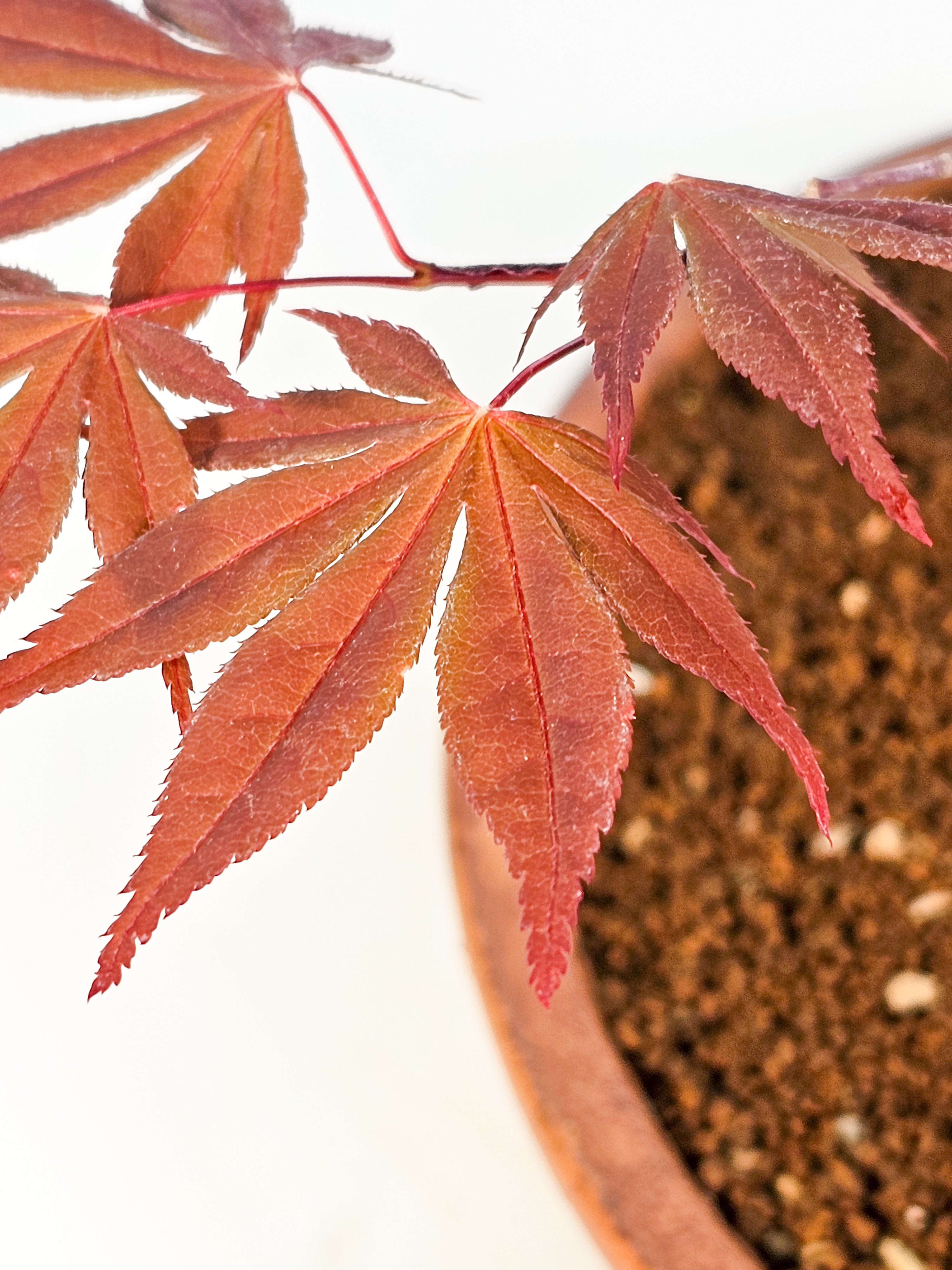 Bonsai Fächerahorn - Acer palmatum Shojo-nomura 52cm