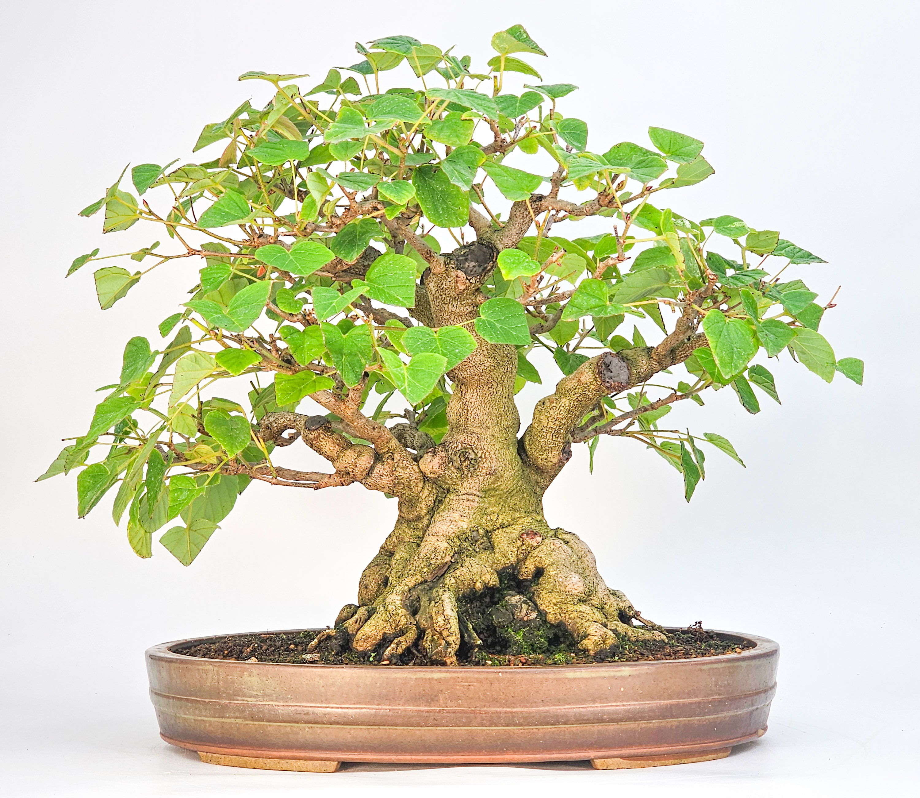 Bonsai Premium Scheinhasel - Corylopsis spicata 31cm