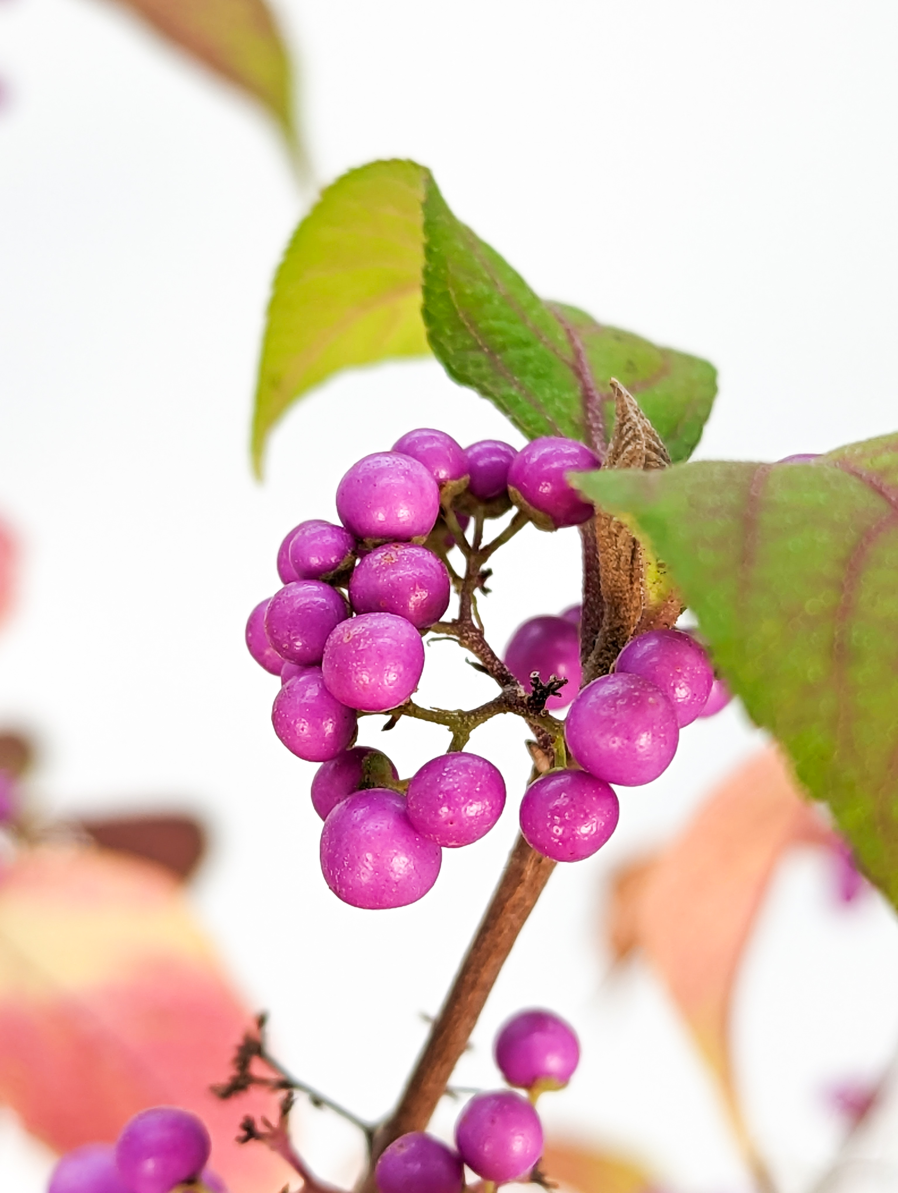 Bonsai Callicarpa japonica - Japanische Schönfrucht 17cm