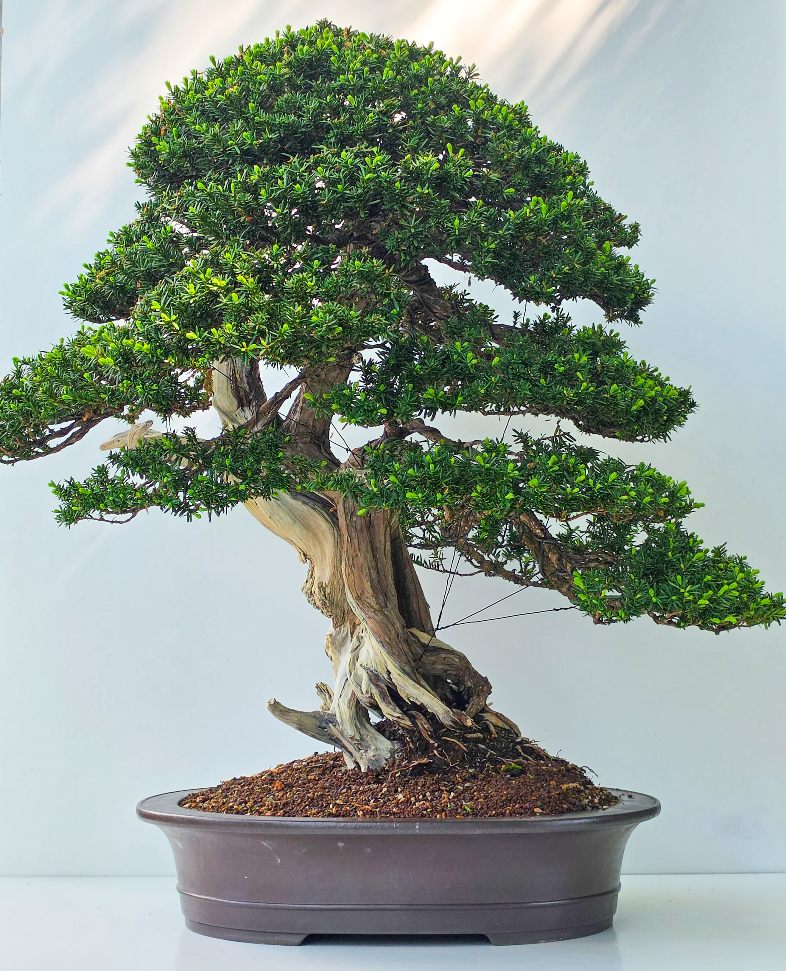 Bonsai Premium Eibe - Taxus 75cm