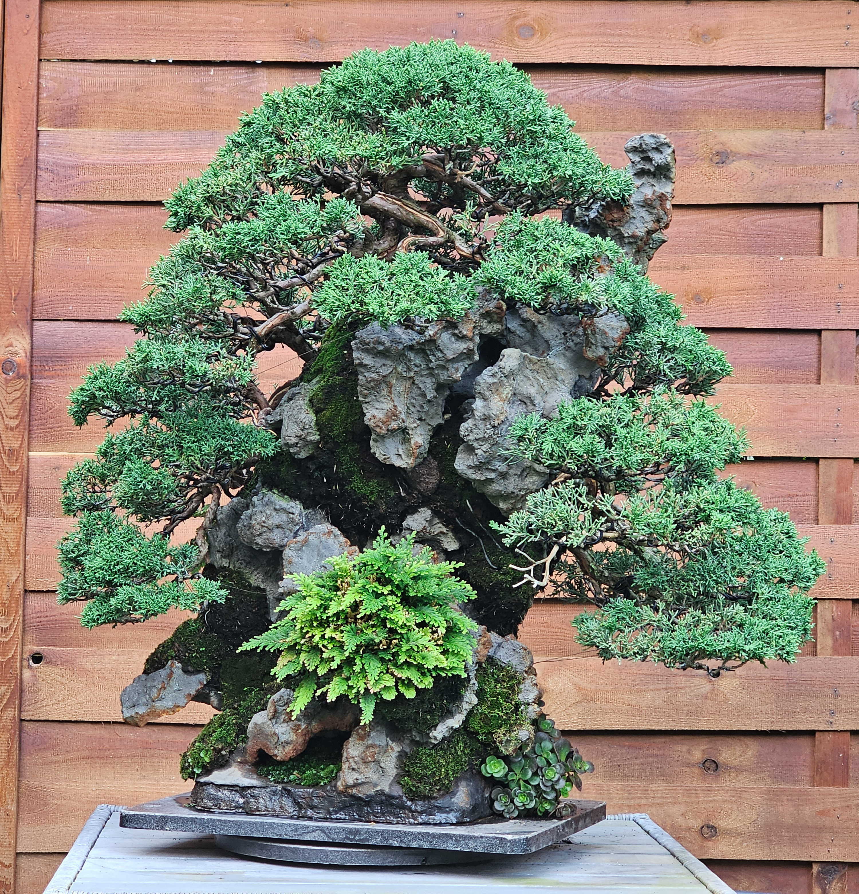 Bonsai Wacholder Juniperus chinensis Ishitsuki 72cm Video!! Bonsai Wacholder Juniperus chinensis Ishitsuki 72cm Video!!