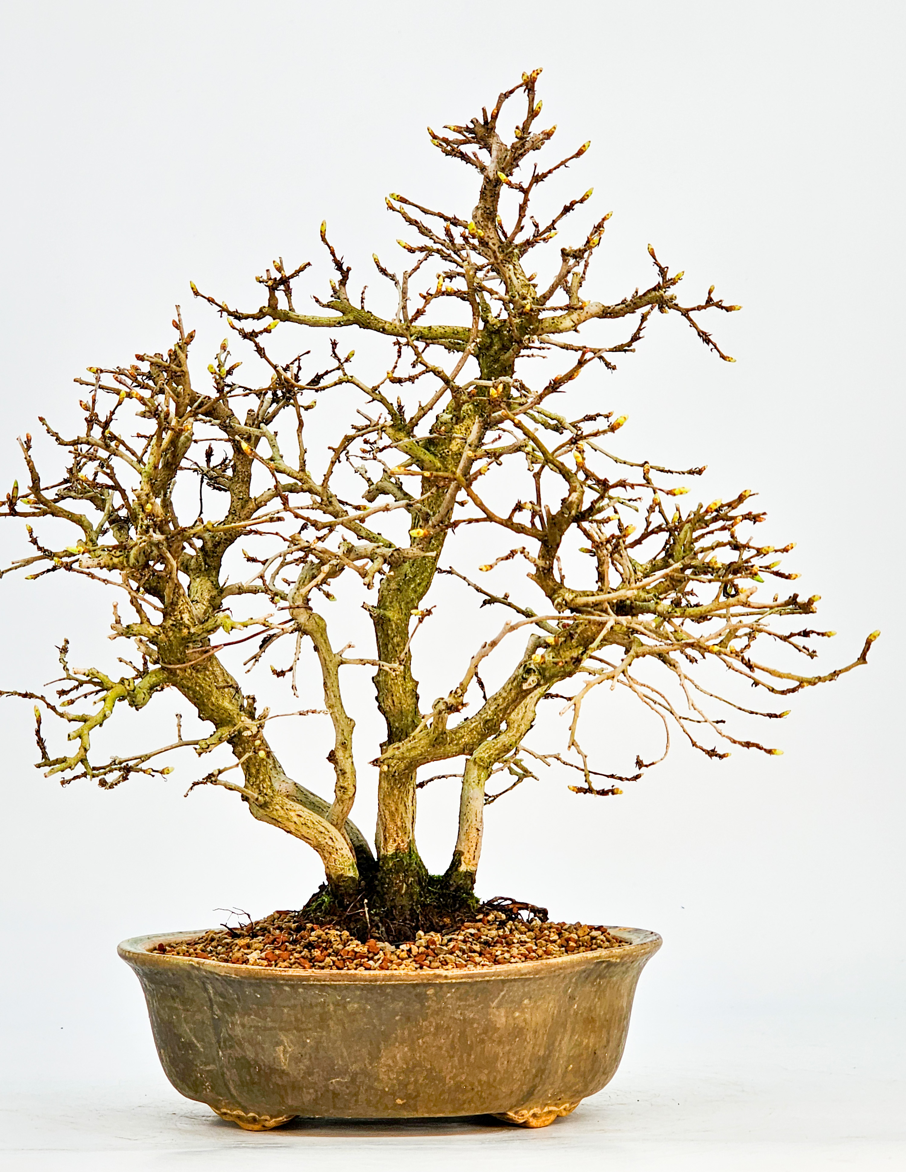 Bonsai Koreanische Hainbuche Carpinus coreana 26cm