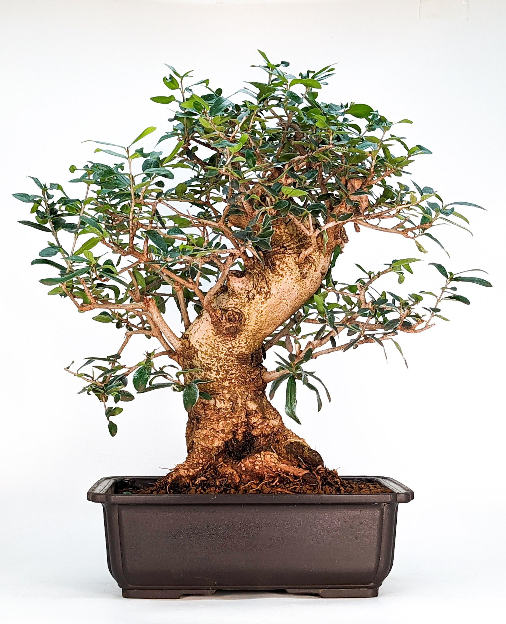 Bonsai Wild-Olive Olea europea sylvestris 33cm